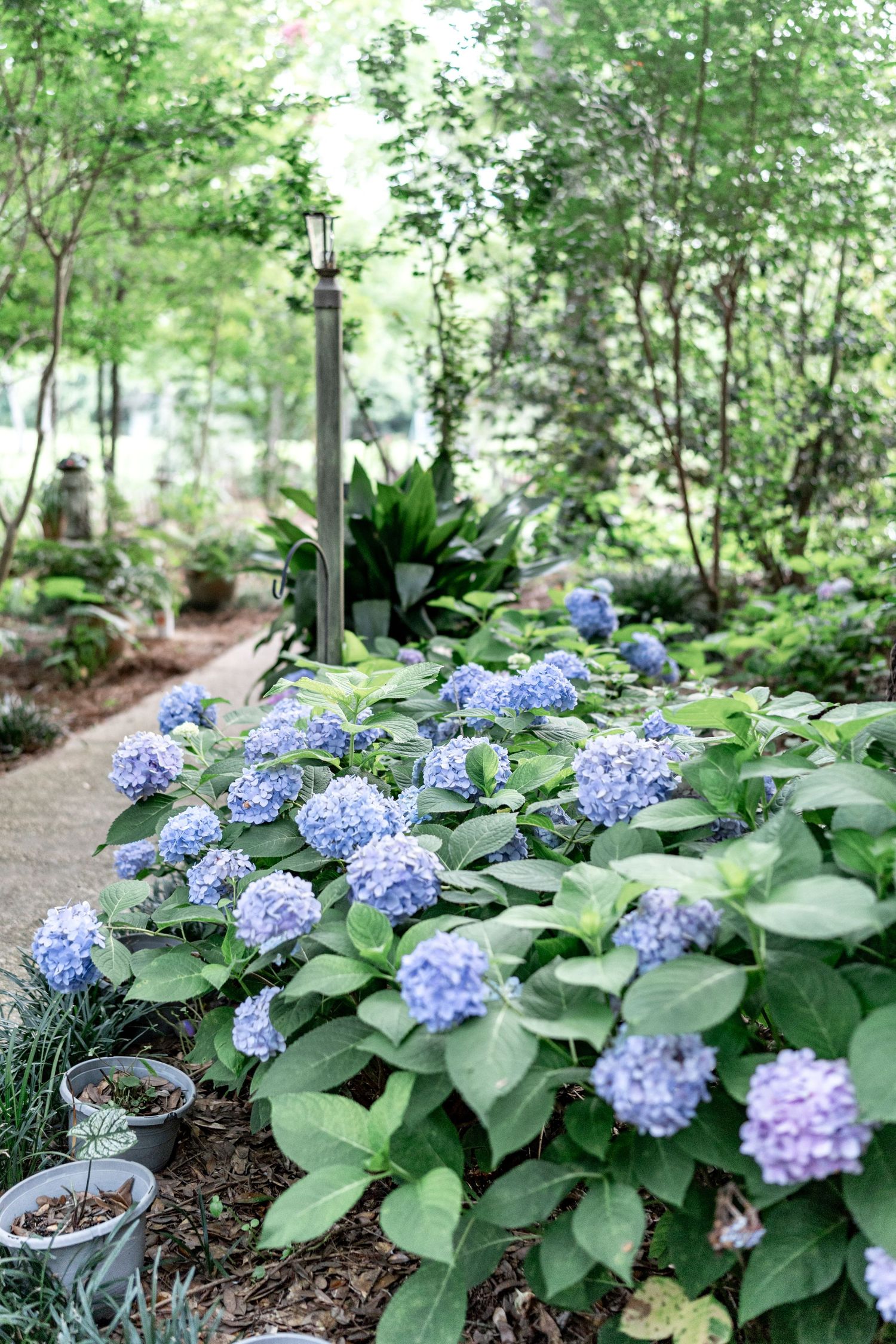 Lush garden path lined with blooming blue hydrangeas, green foliage, and a decorative lamp post surrounded by potted plants.