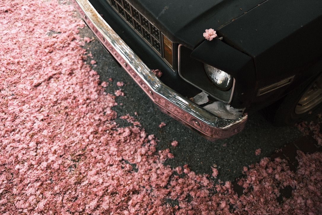 Black vintage car bumper surrounded by scattered pink cherry blossom petals on dark pavement.