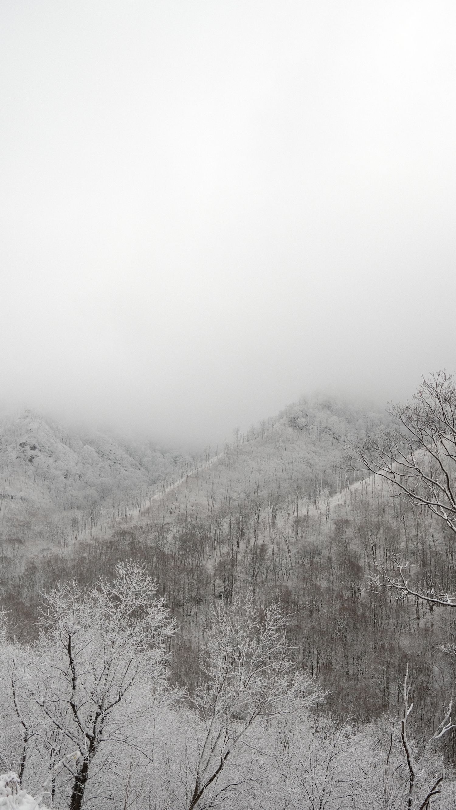 Snow-covered mountain forest shrouded in winter fog, with bare frosted trees against a pale gray sky.