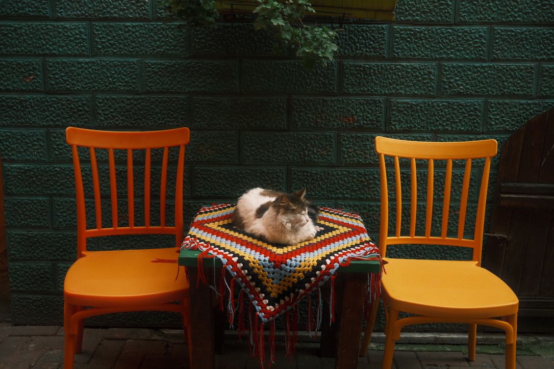 A fluffy cat rests on a colorful crochet blanket on a small table between two bright orange chairs against a green brick wall.