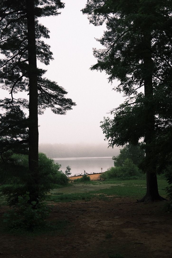 Misty lake view through tall pine trees with a sandy shore visible on a foggy, overcast day.