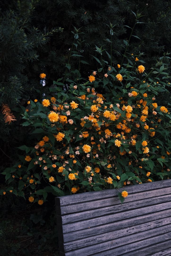 Vibrant yellow dahlia bush blooming against dark green foliage beside a rustic wooden bench in a garden.