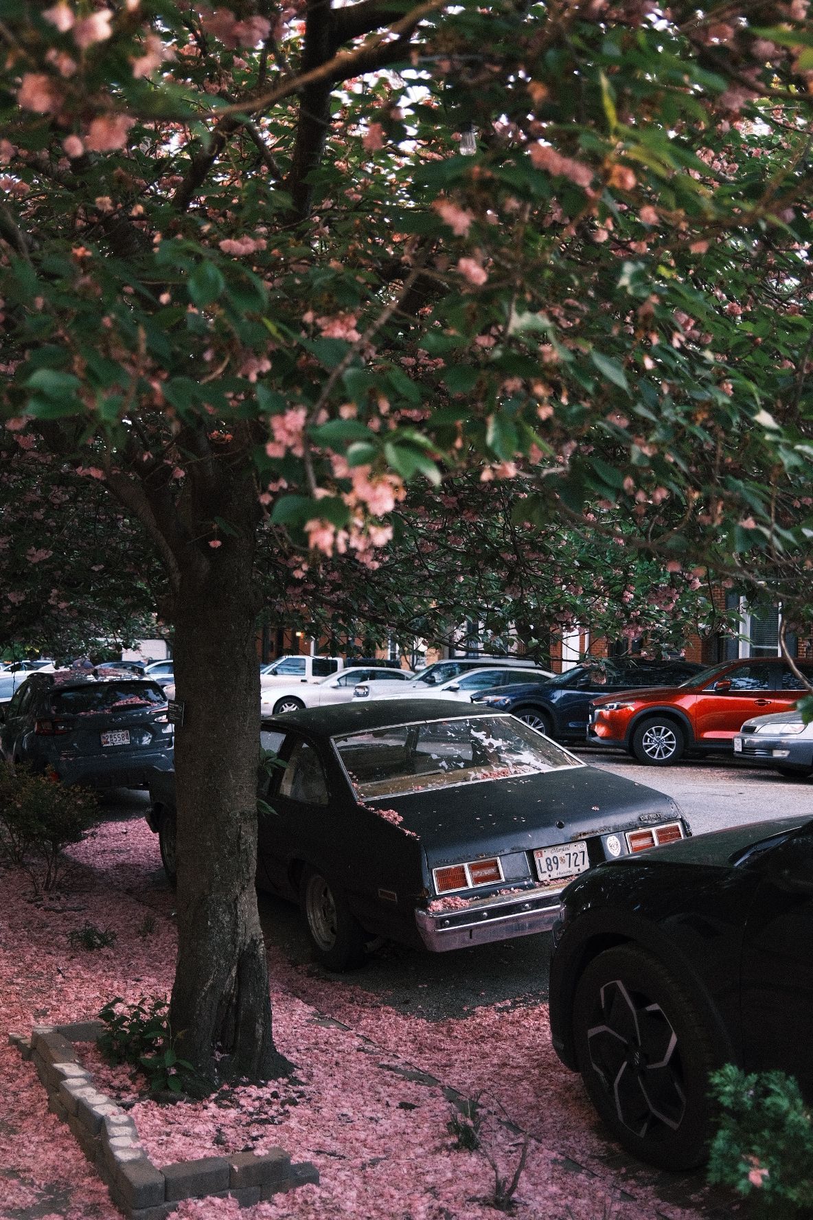 Vintage black car parked under a flowering tree in a lot with multiple vehicles on a pink petal-covered ground.