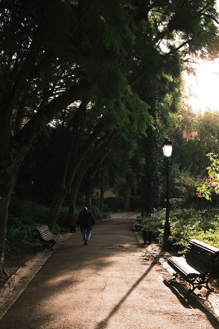 Person walking alone on a sunlit park path lined with tall trees and vintage lamp posts, with benches on either side.