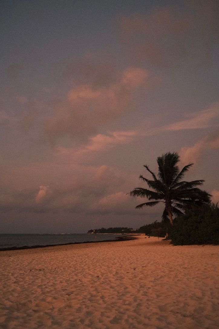 Tropical beach at sunset with a lone palm tree silhouetted against a dramatic pink and purple sky over calm ocean waters.