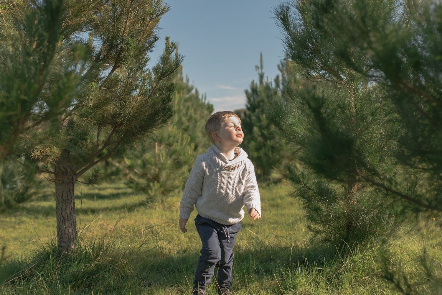 Little boy walking through a field of Christmas tree looking into the sun. At home newborn session Gisborne South Melb Vic