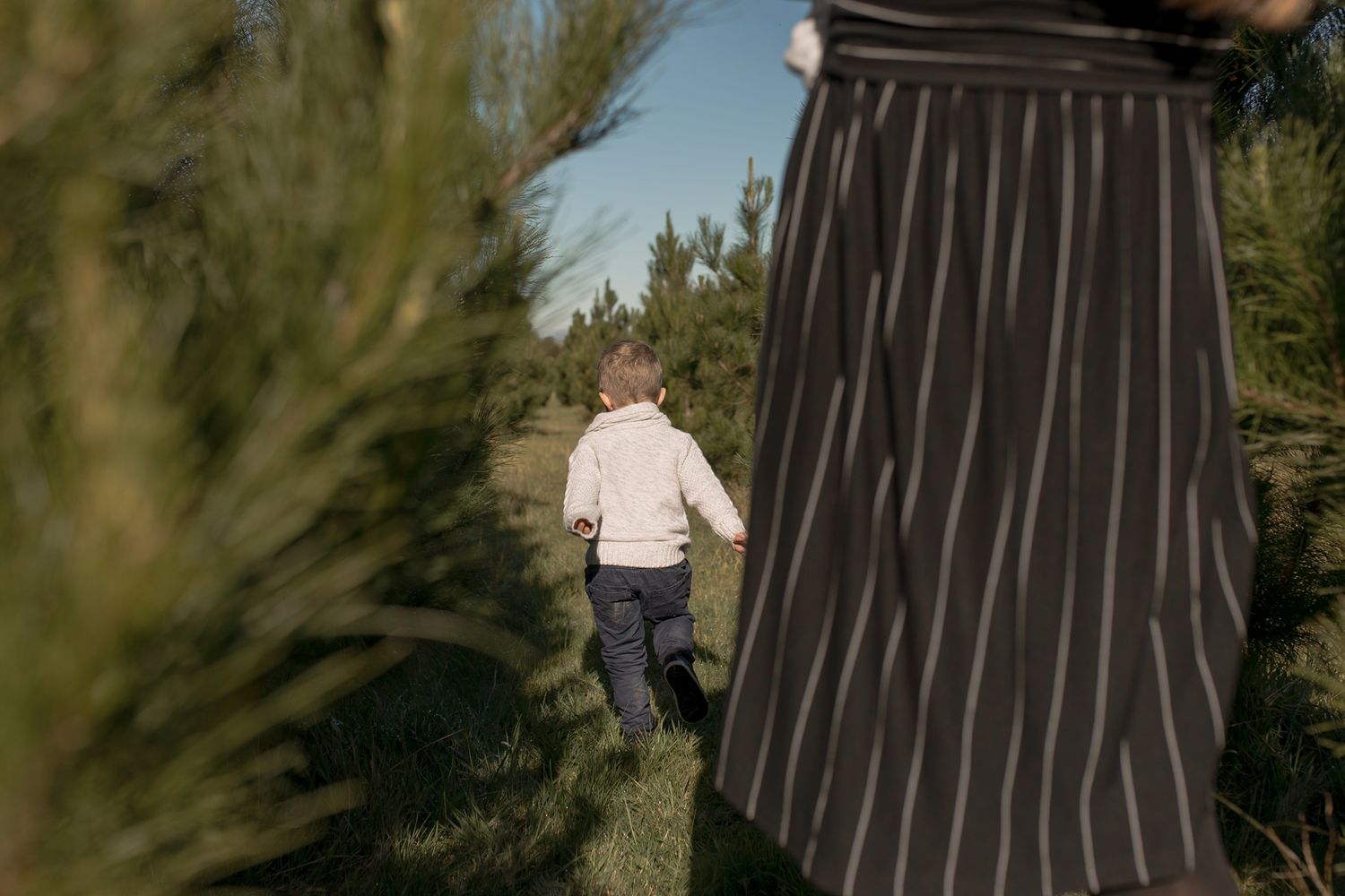 Little boy walking through a field of Christmas tree looking into the sun. At home newborn session Gisborne South Melb Vic