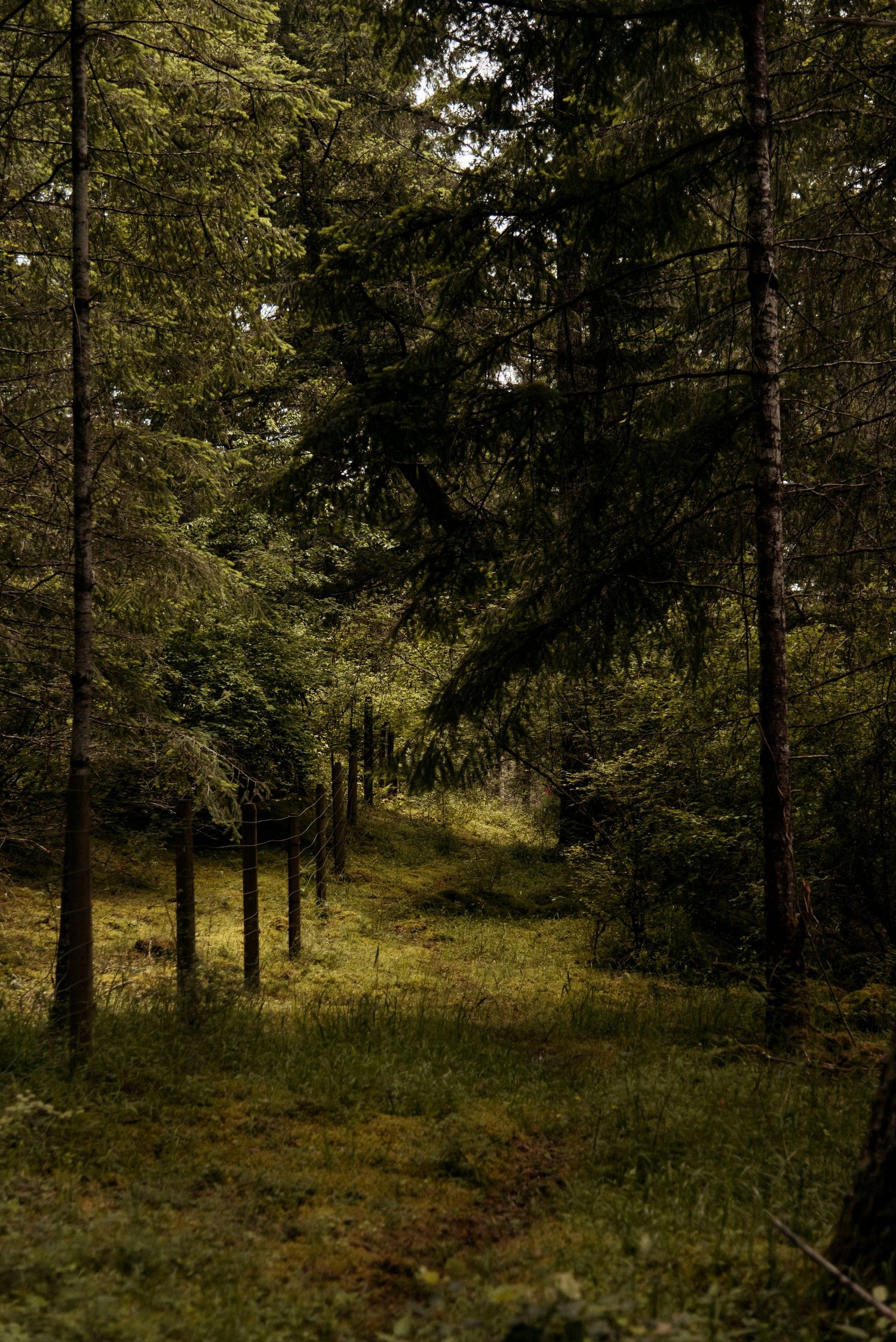 mossy forest pathway at wild plum cottage
