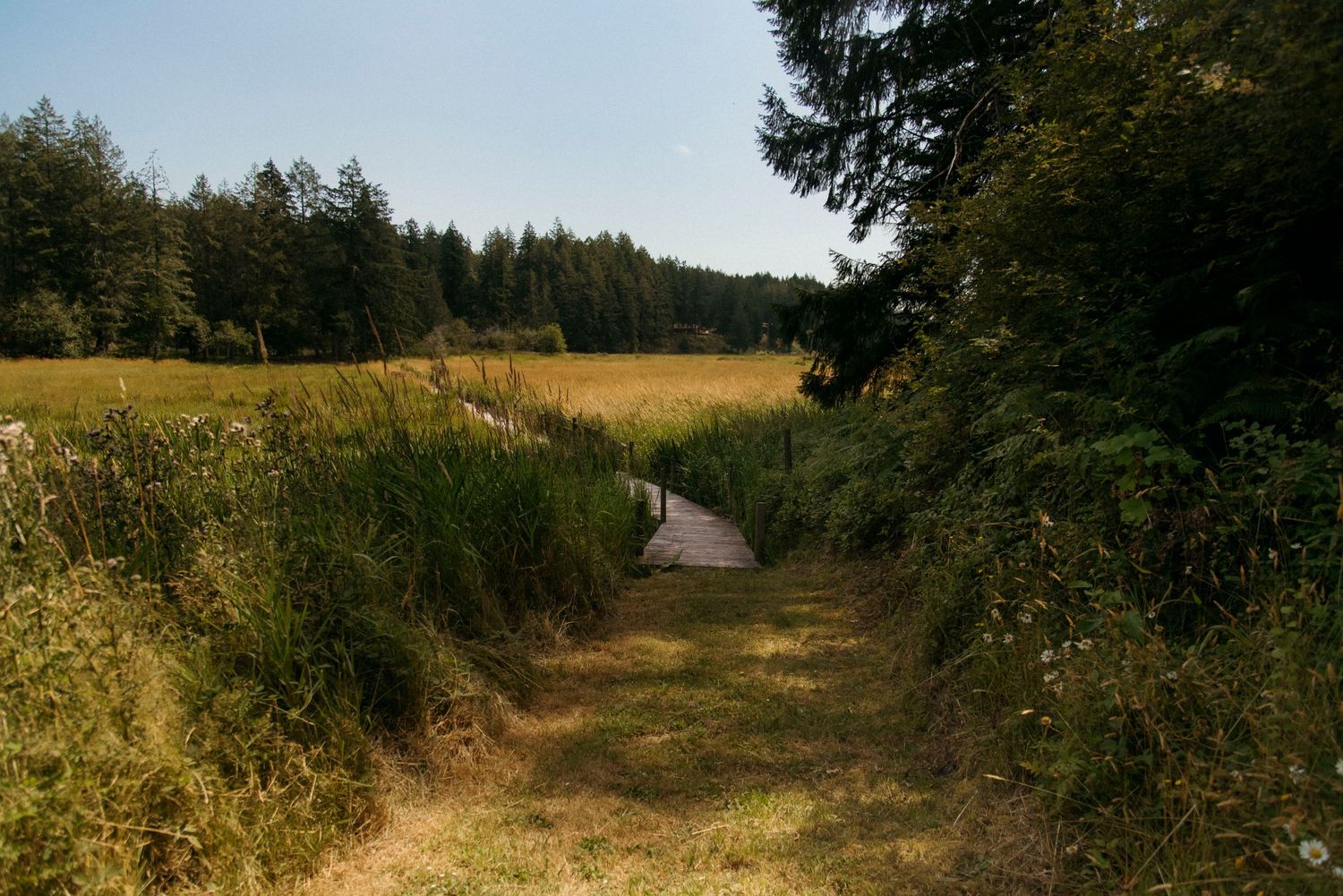 boardwalk at wild plum cottage on salt spring island