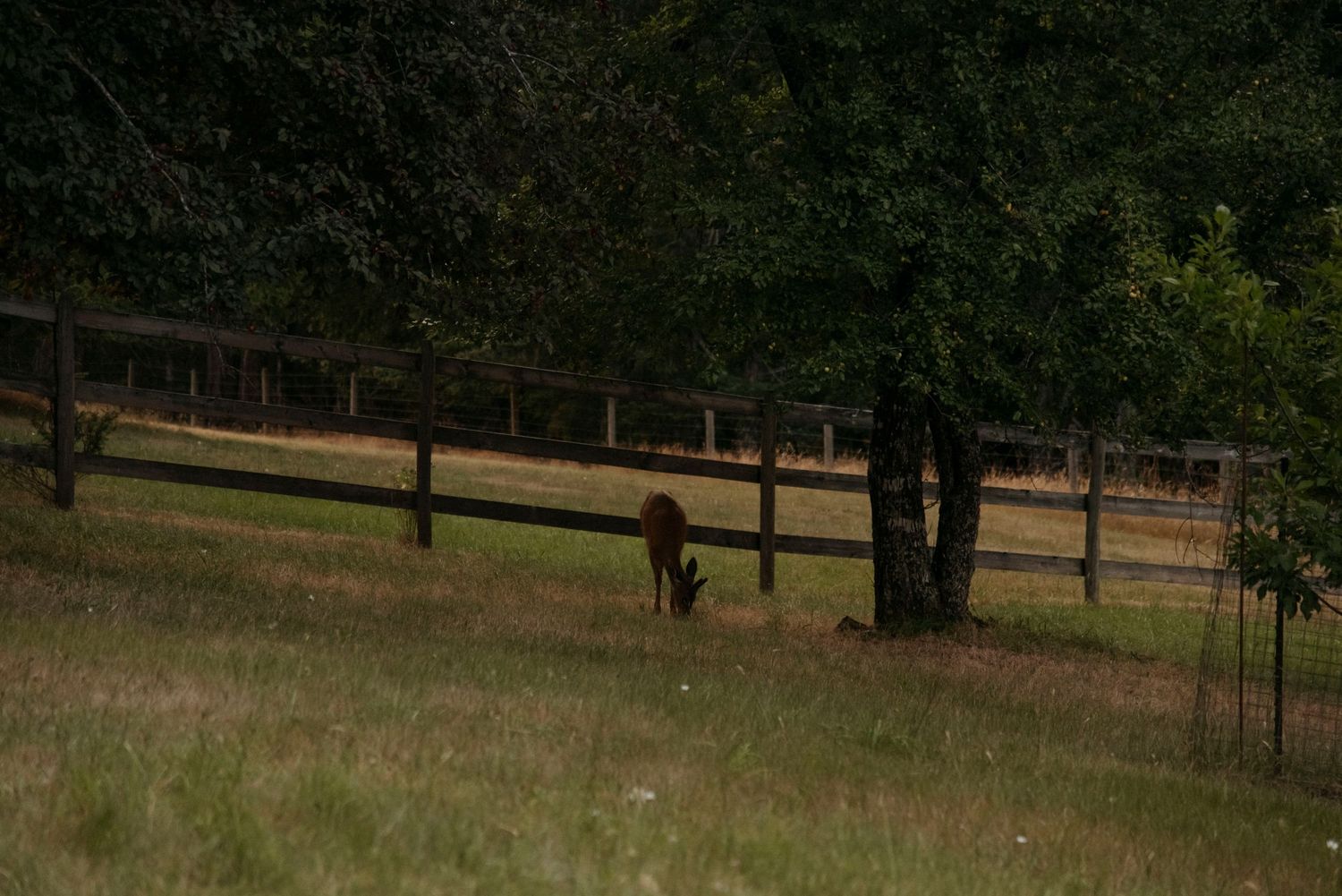 deer grazing the land in front of wild plum cottage