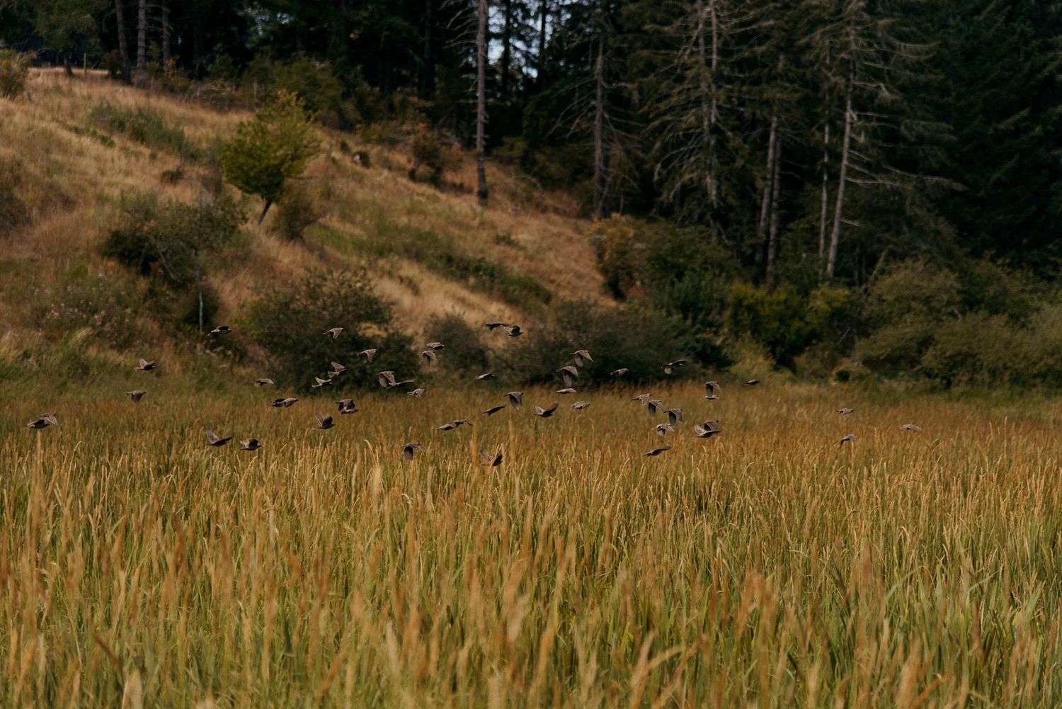 flock of bird flying over the marsh grass by the boardwalk at wild plum cottage