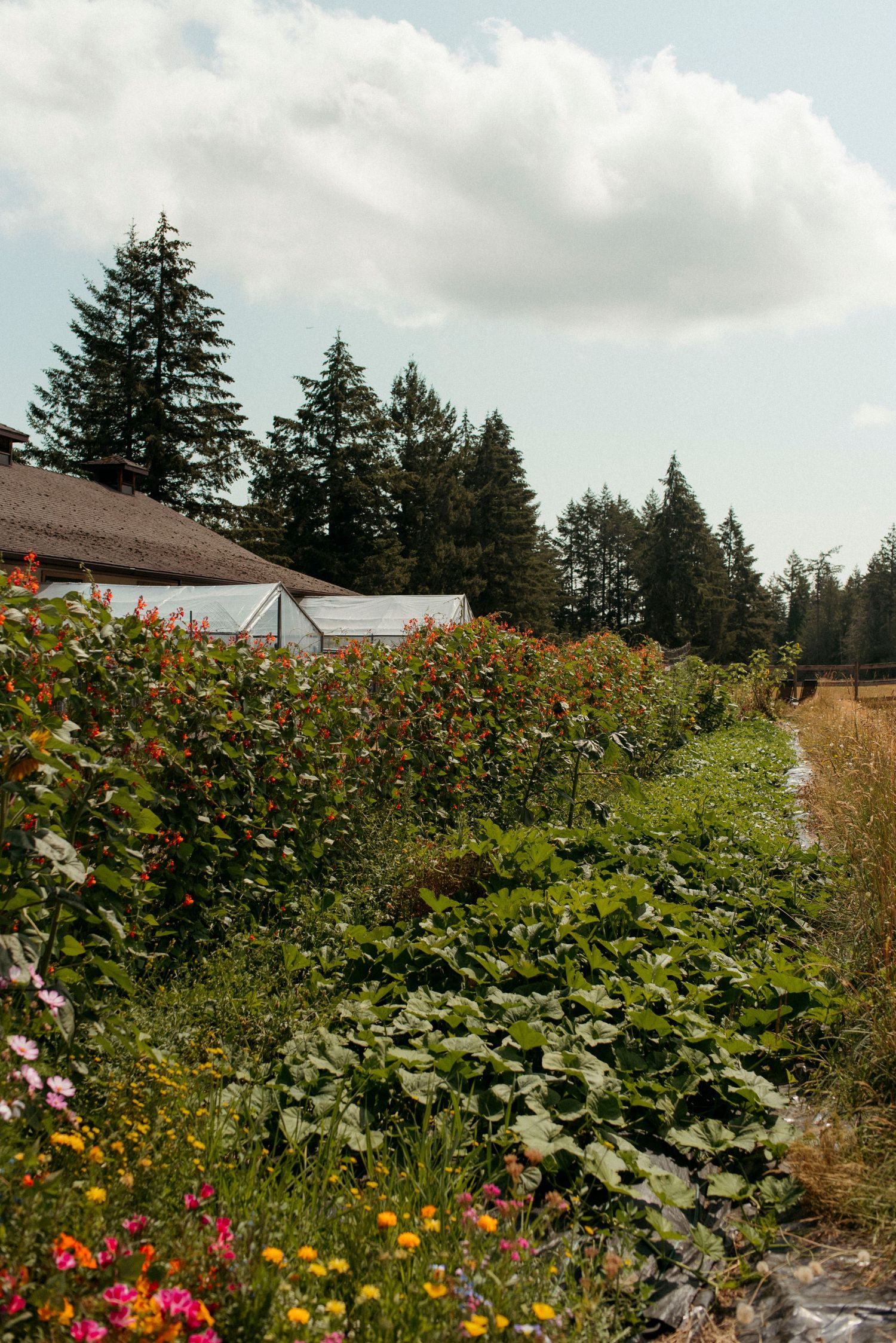 vegetable garden lining the coffee makers residence at sacred arrow estates on salt spring island