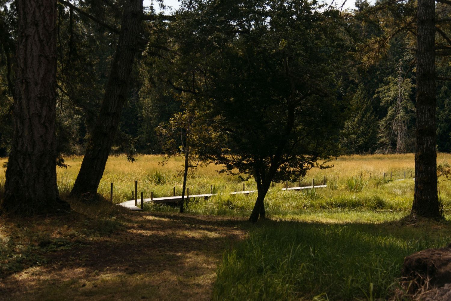 boardwalk through the trees at sacred arrow estates