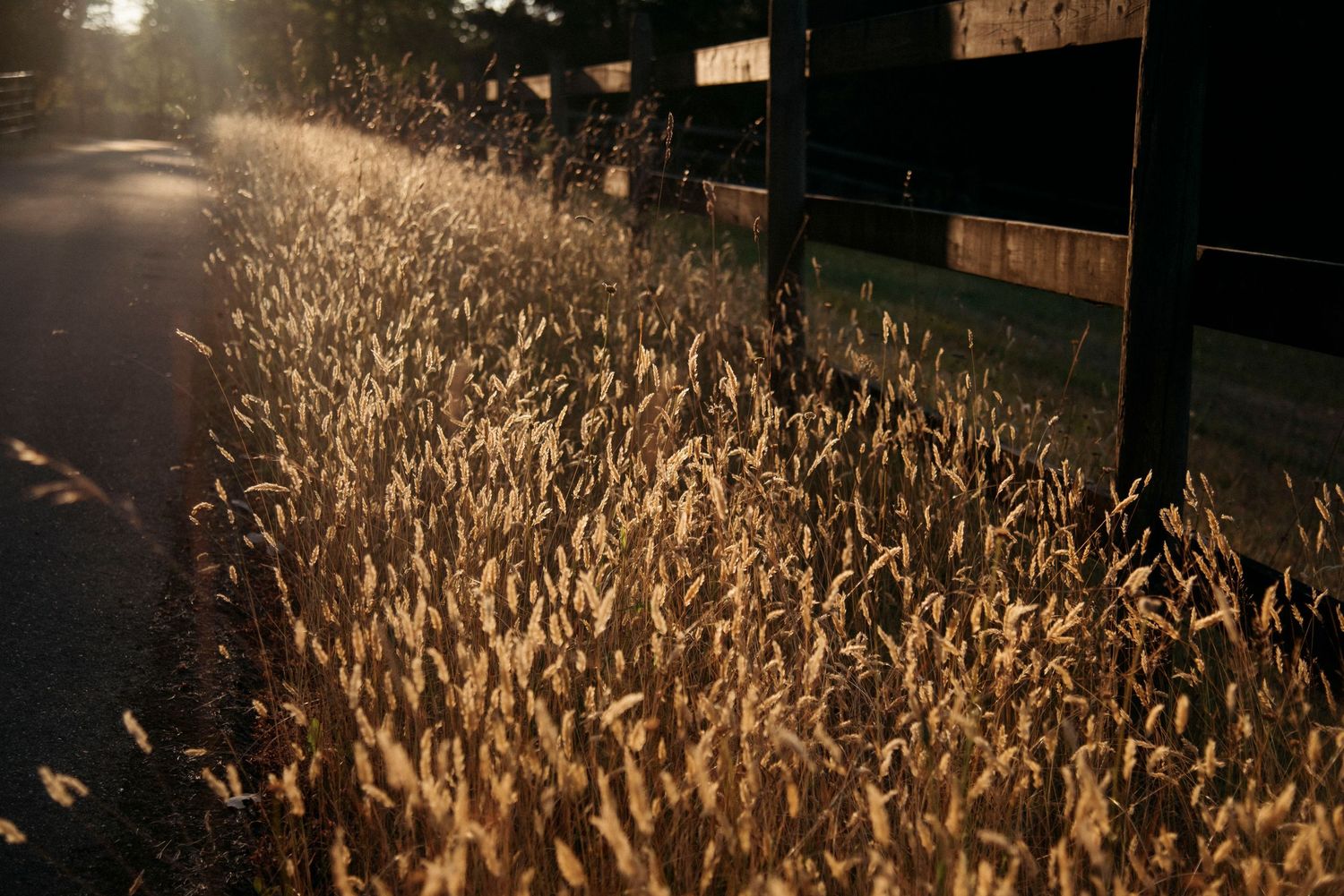 golden sunlight filtering through the wild foxtail grass on sacred arrow estates