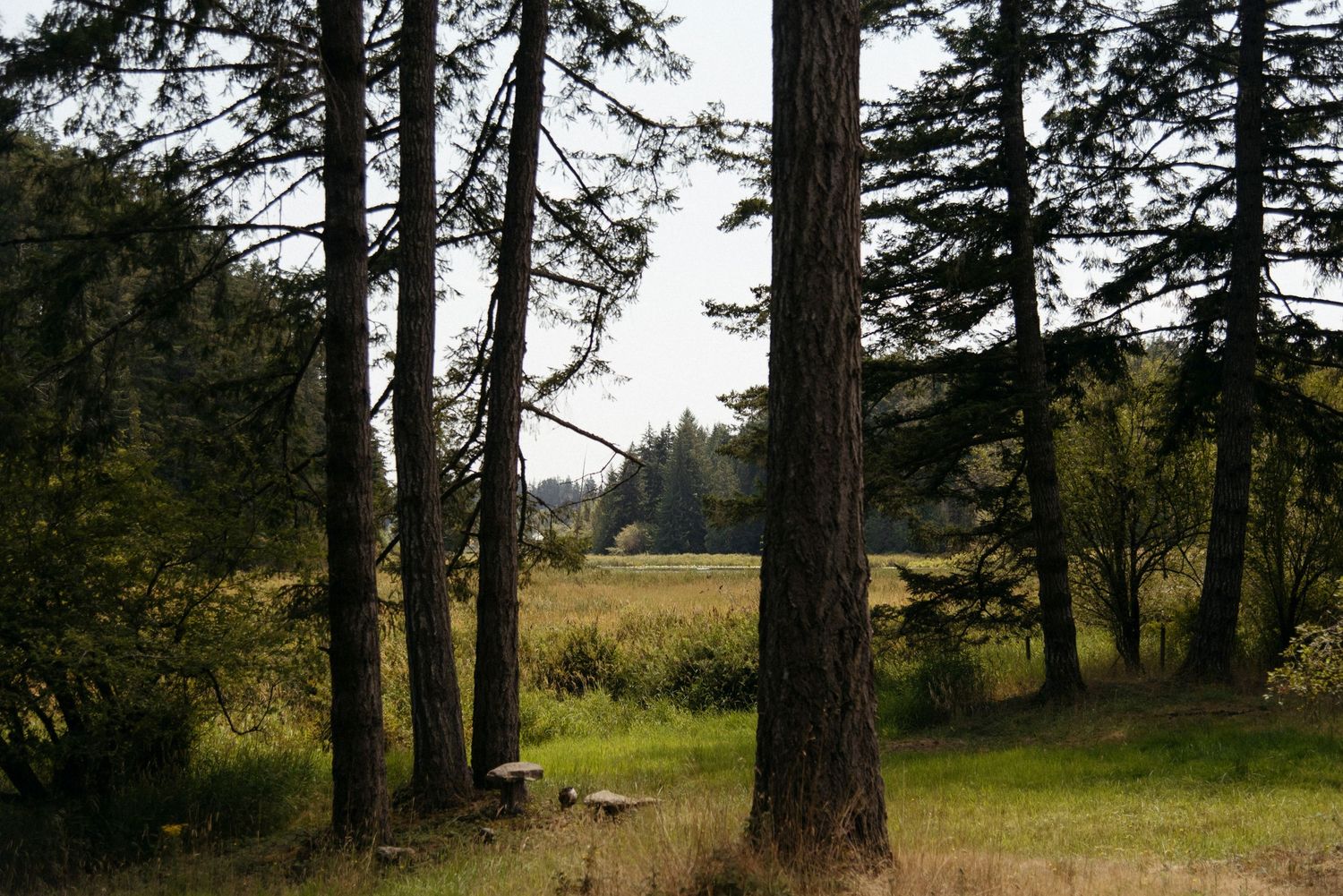 trail view at wild plum cottage on salt spring island