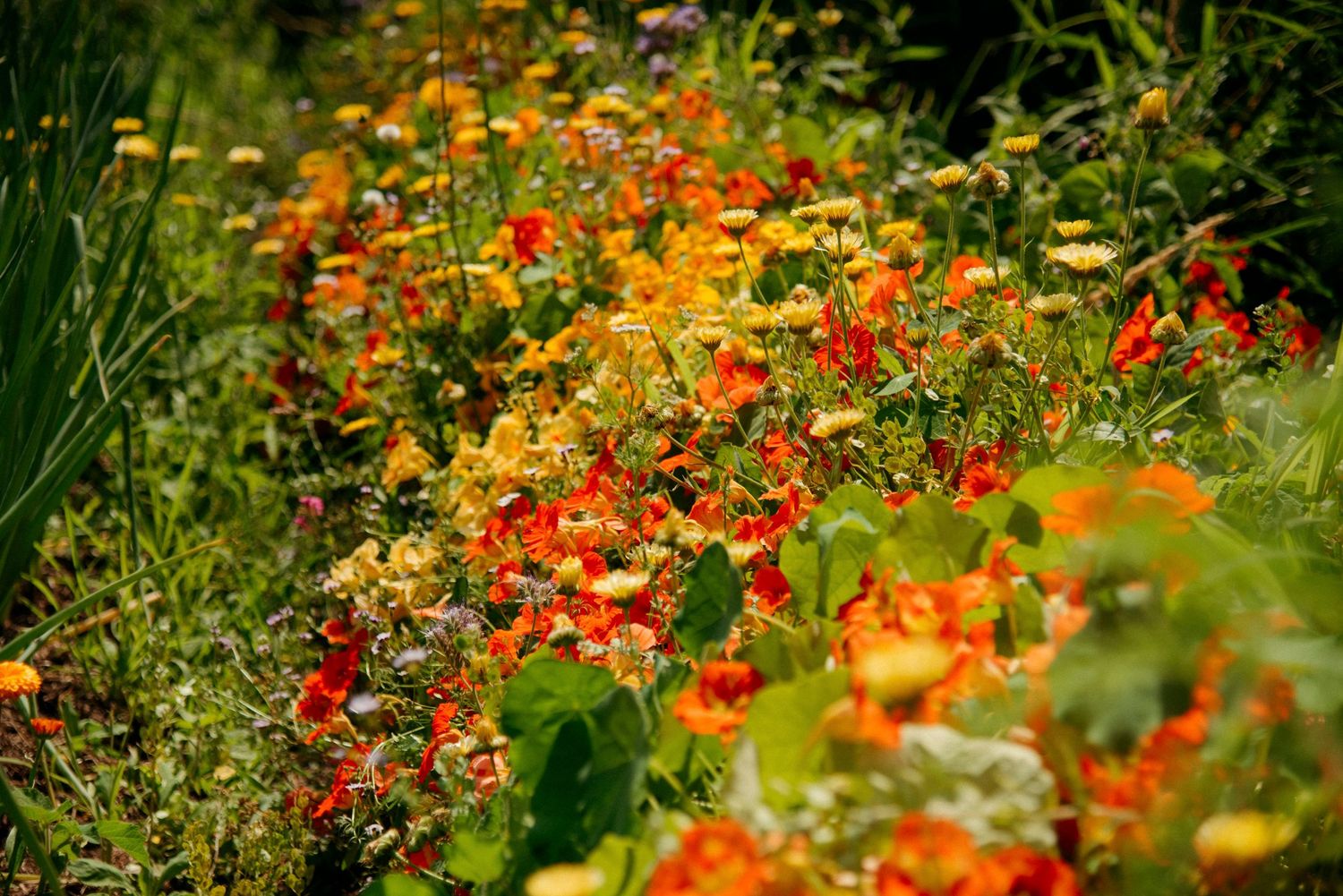 garden beds at wild plum cottage