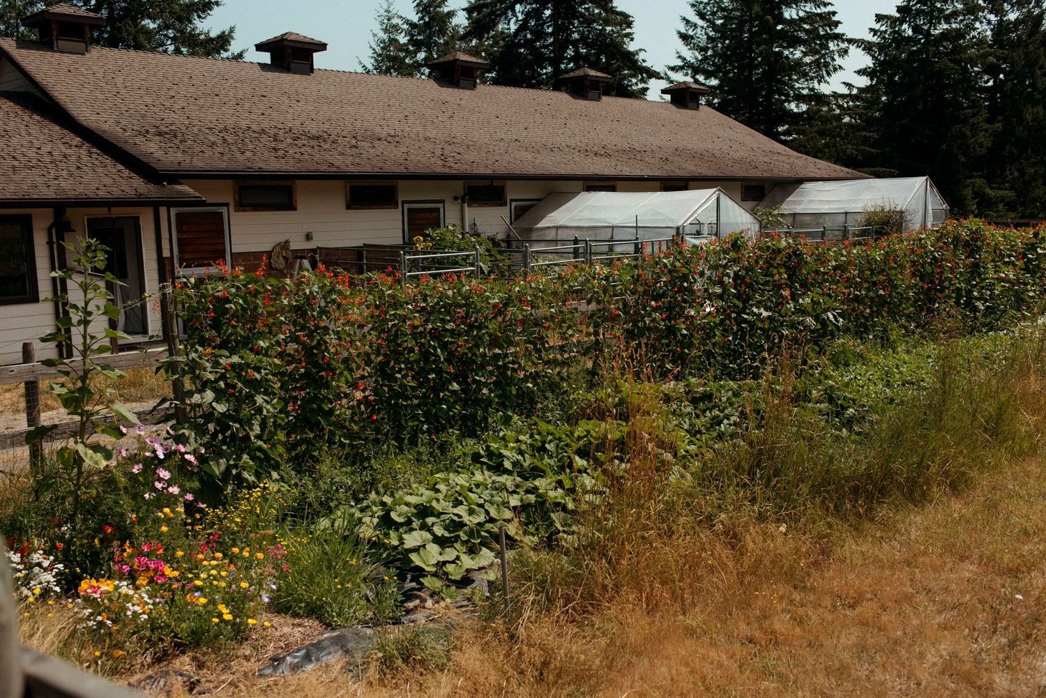 vegetable garden lining a residence at sacred arrow estates on salt spring island