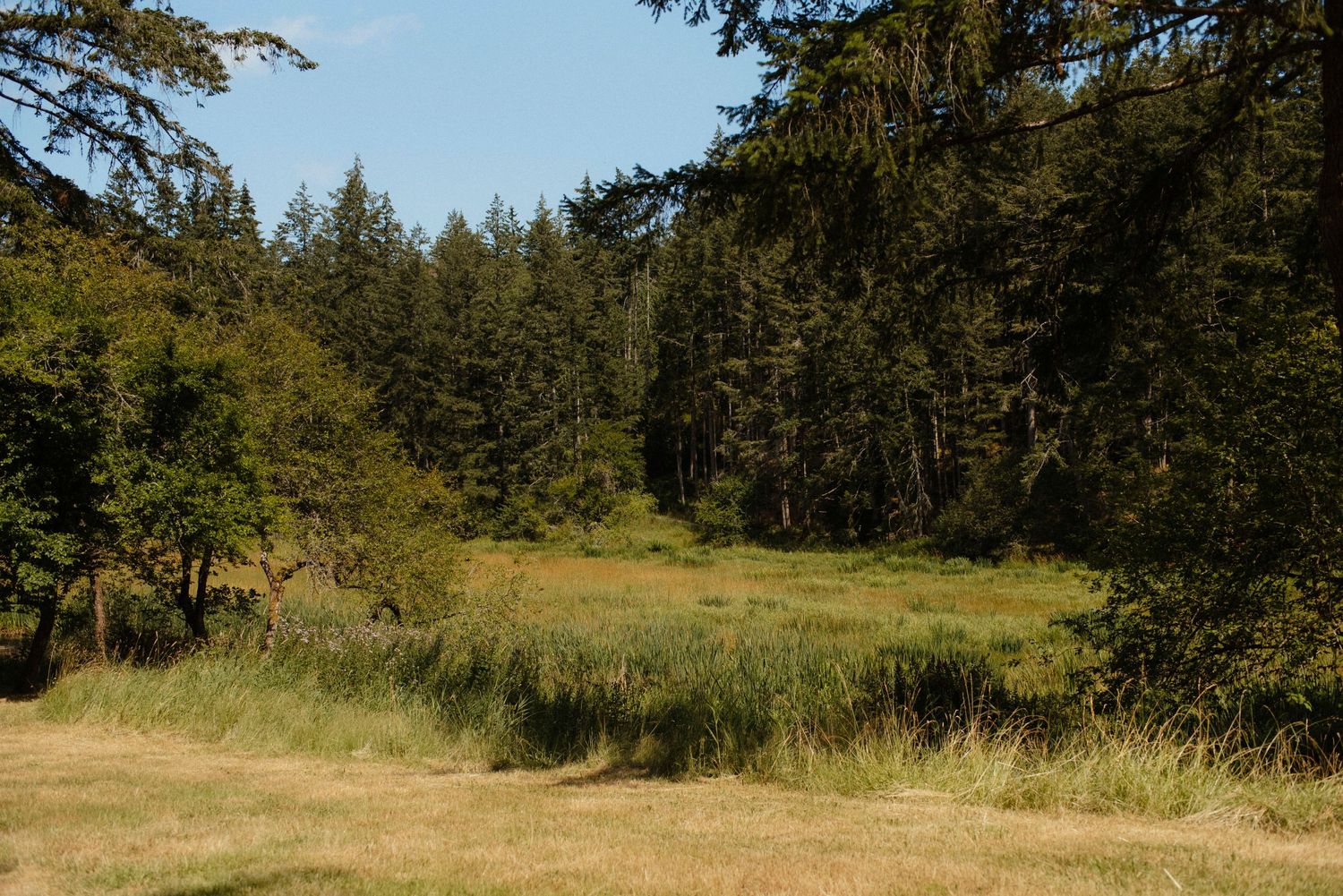 trail view at wild plum cottage on salt spring island in the sun