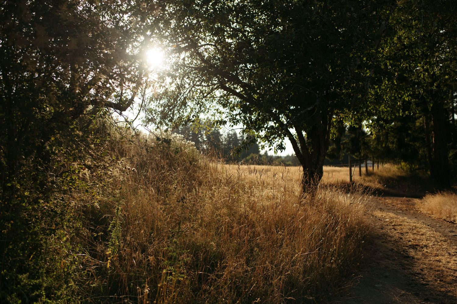 walking trail with tall dry summer grass on sacred arrow estates