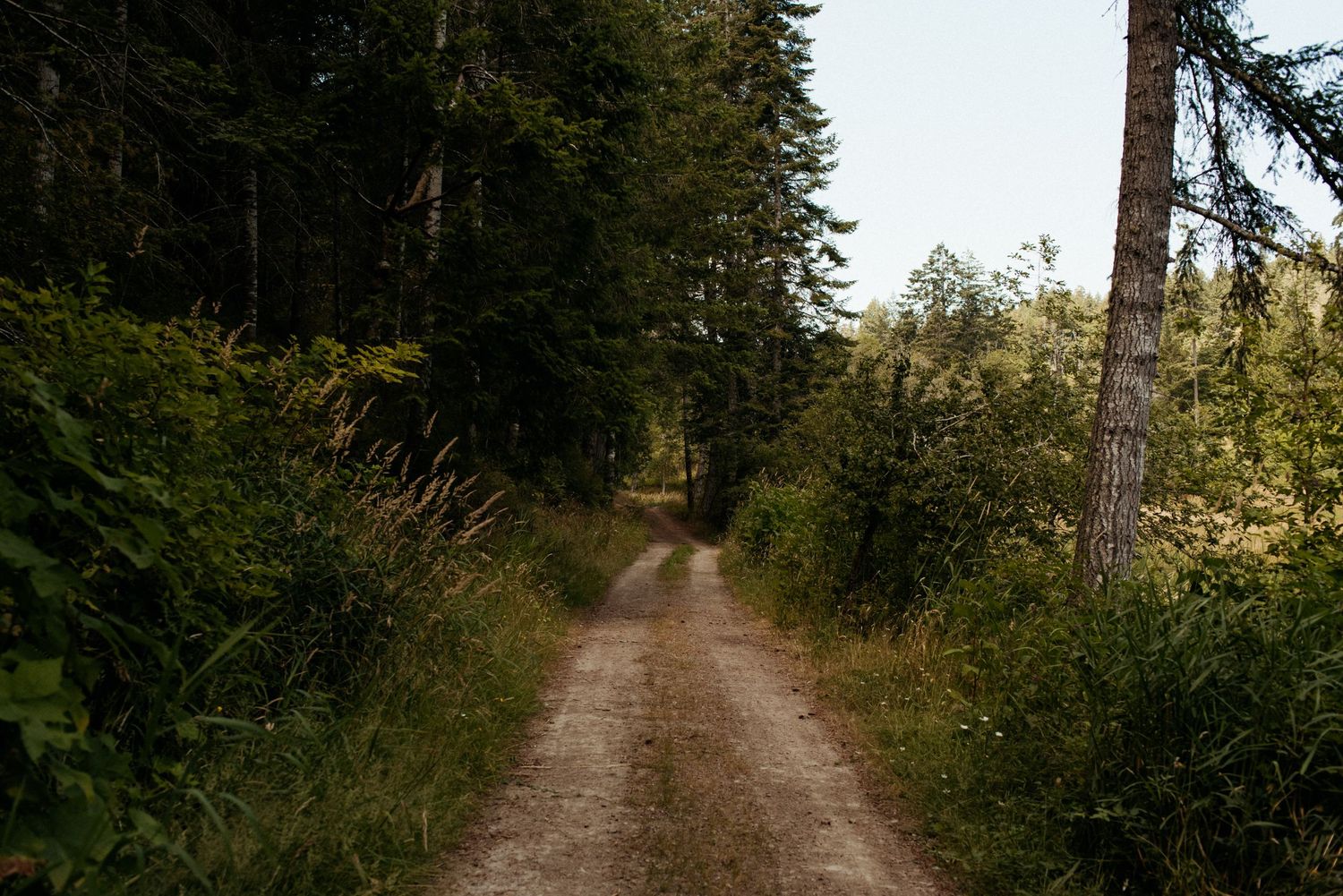dirt pathway on the loop trail at wild plum cottage