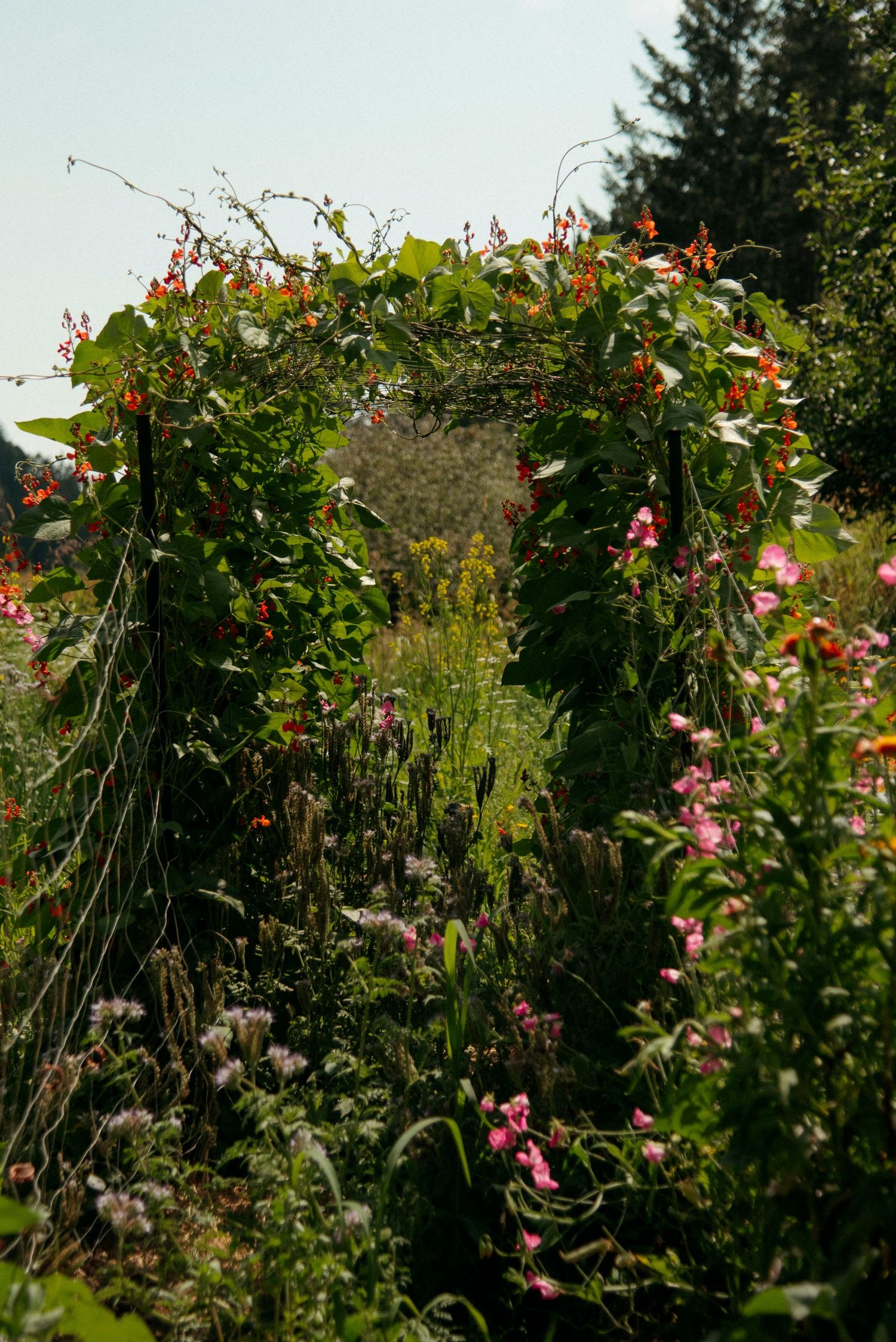 vegetable garden at wild plum cottage