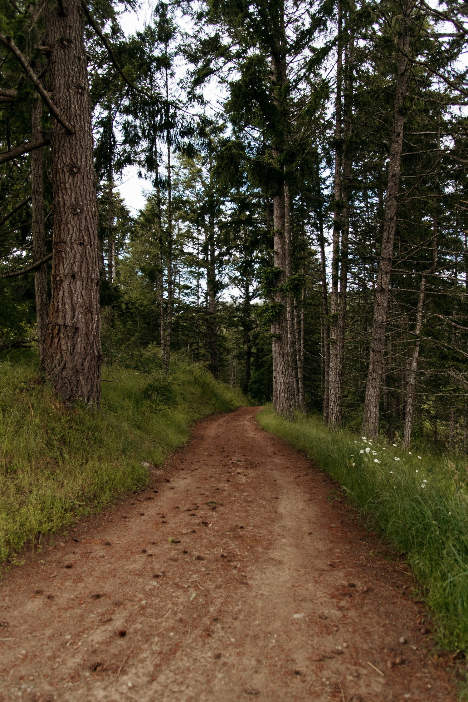 dirt path on the loop trail at wild plum cottage