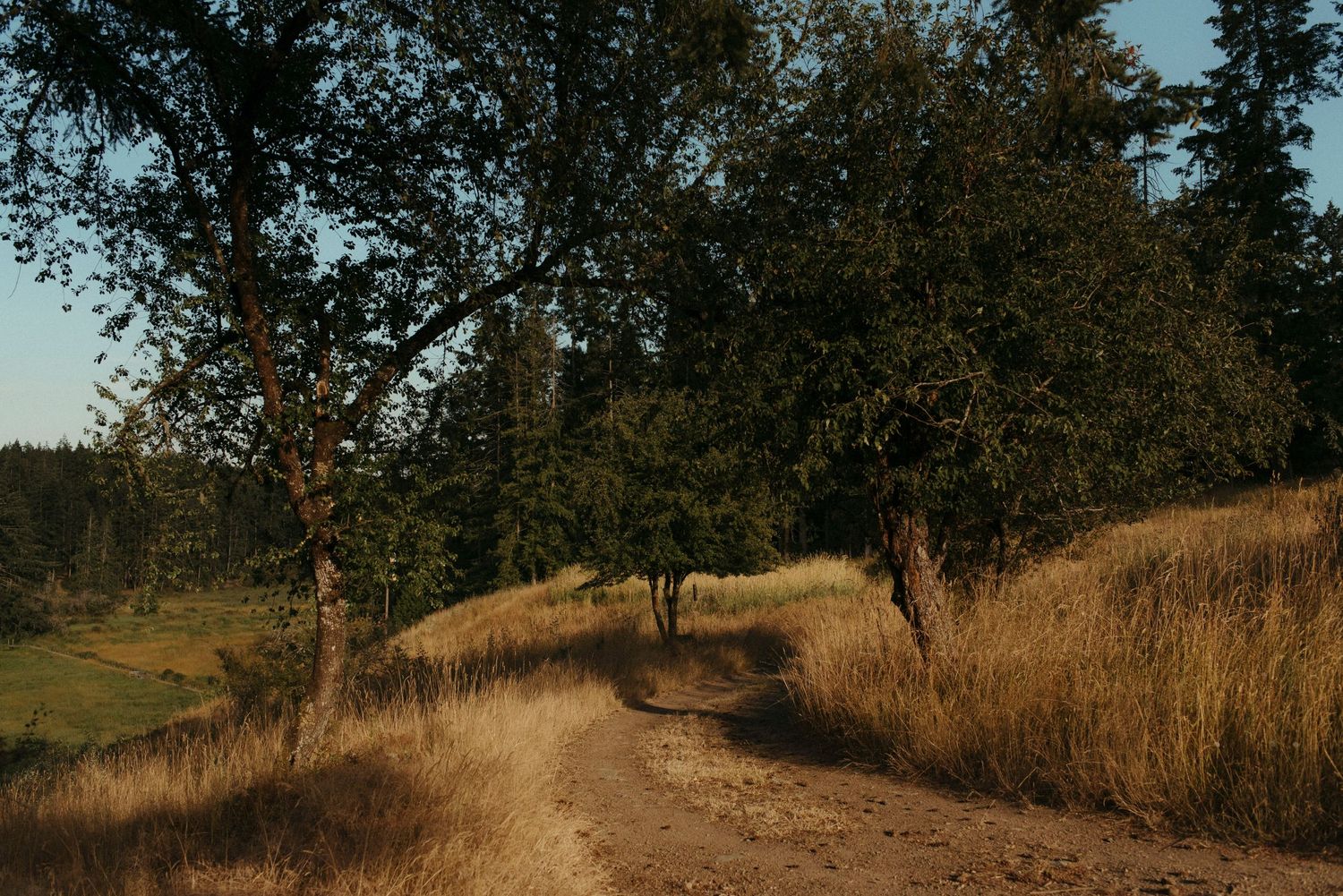 walking trail with tall dry summer grass on sacred arrow estates