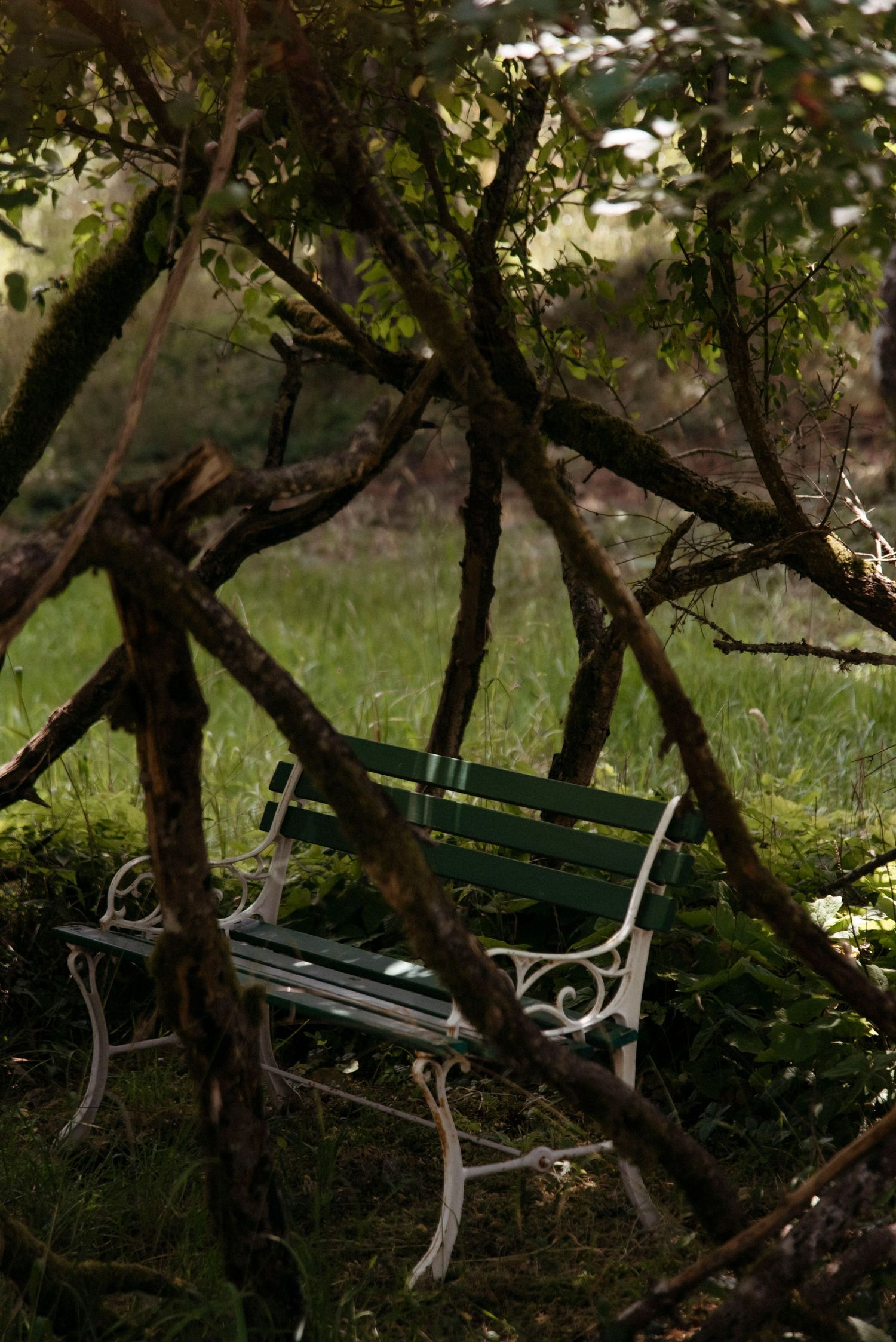 wood park bench sitting inside a tree called vals point at sacred arrow estates