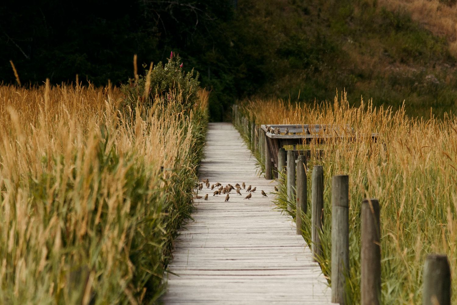 a flock of birds resting on the boardwalk at wild plum cottage on salt spring island
