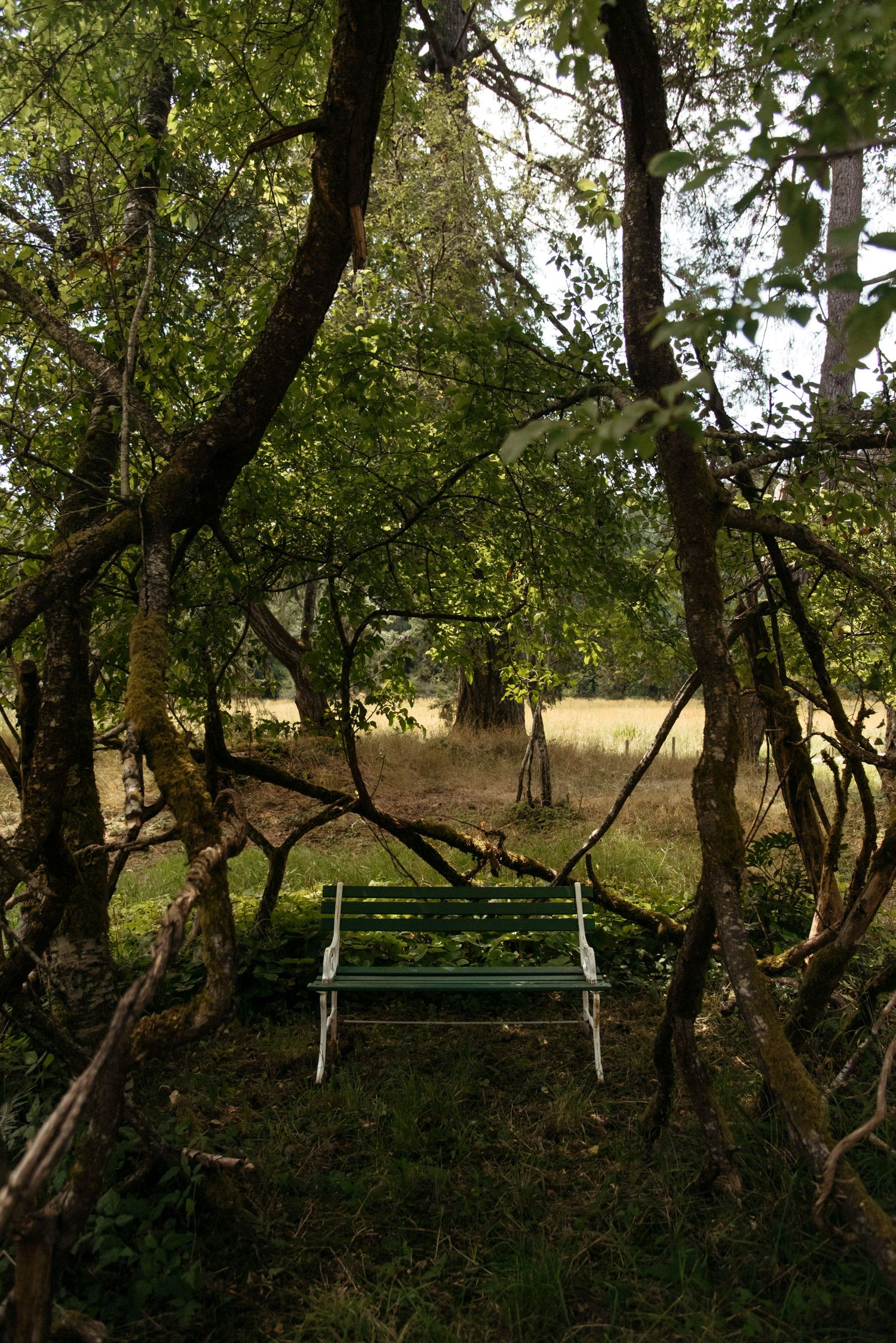 wood park bench sitting inside a tree called vals point at sacred arrow estates
