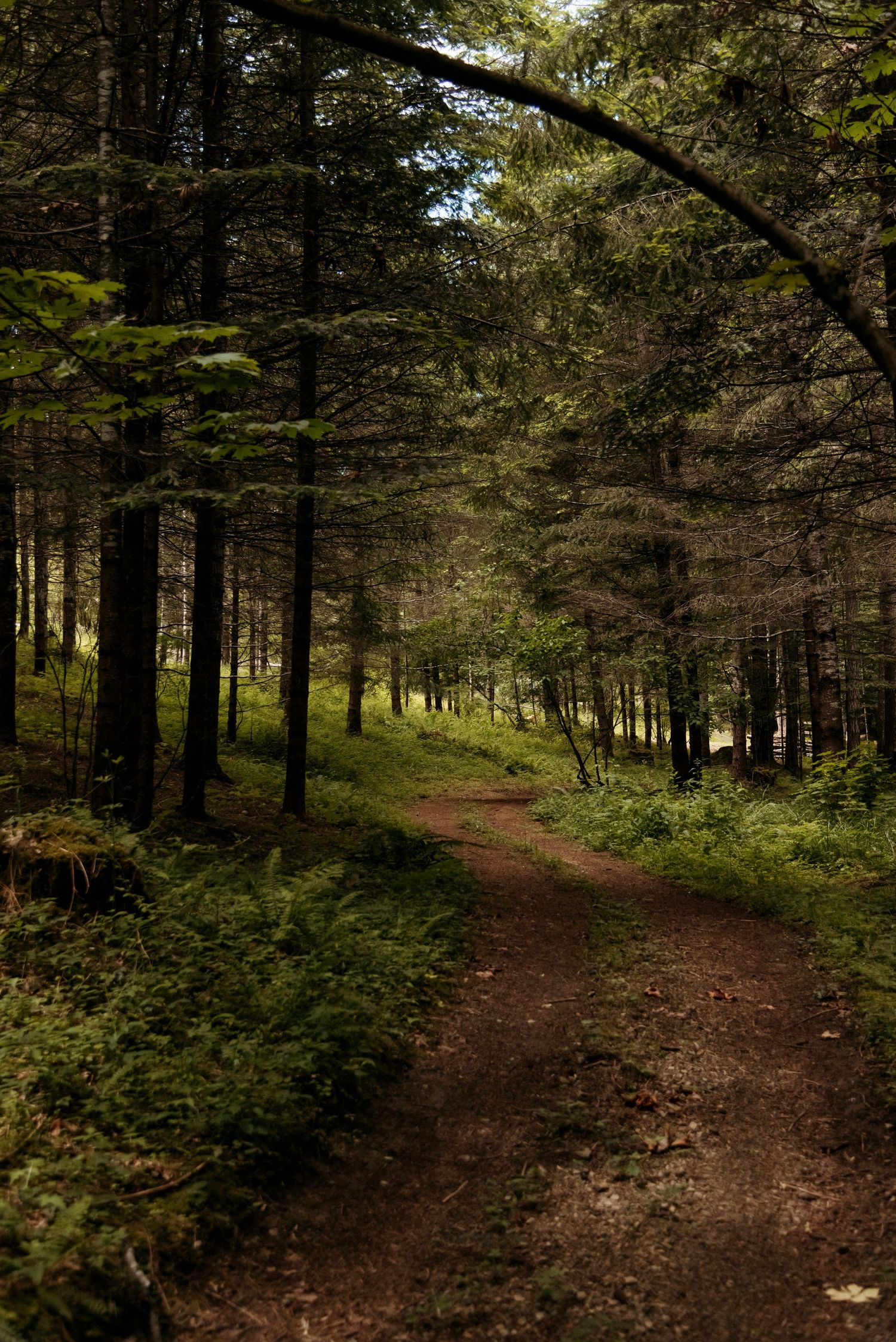 loop trail at wild plum cottage through the forested area