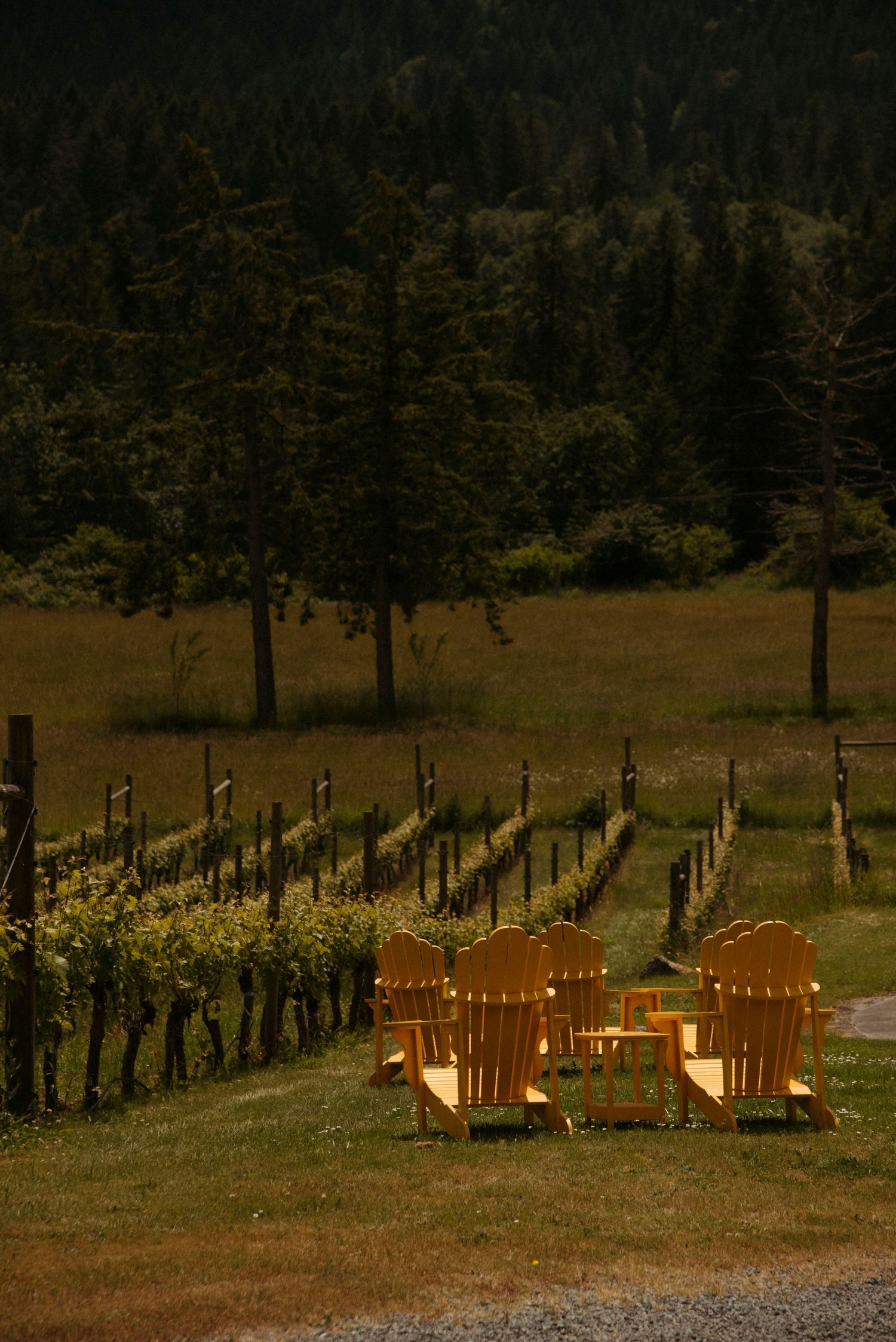 salt spring island winery vinyard with lawn chairs