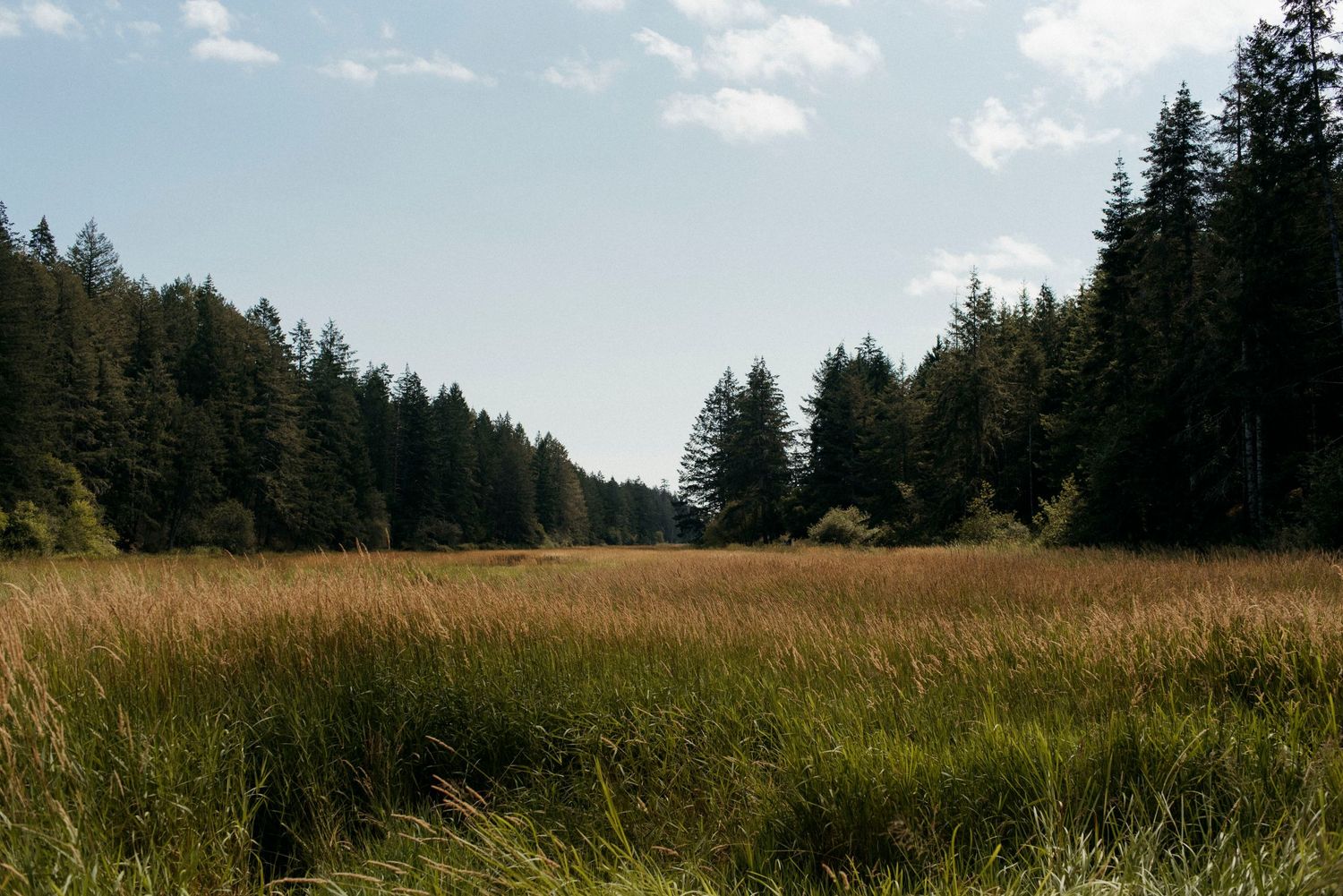 boardwalk view at wild plum cottage on salt spring island