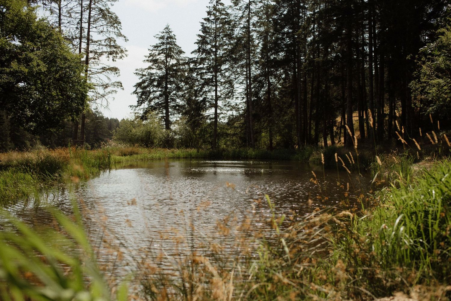 pond and tree view at sacred arrow estates