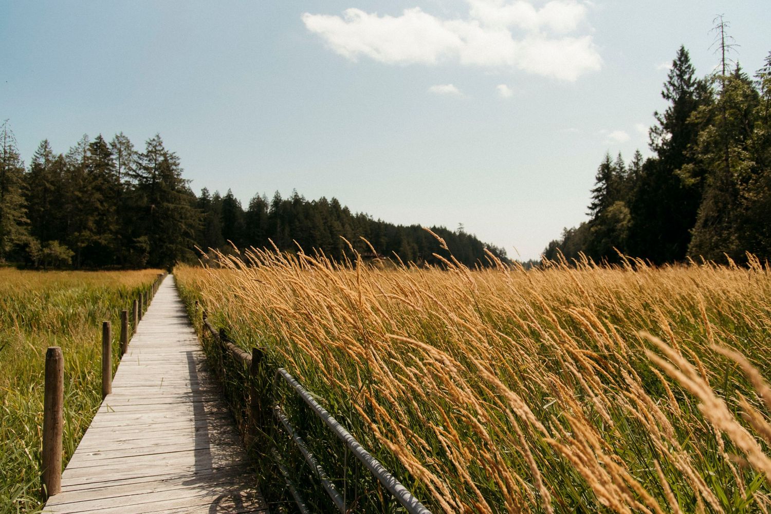 boardwalk at wild plum cottage on salt spring island