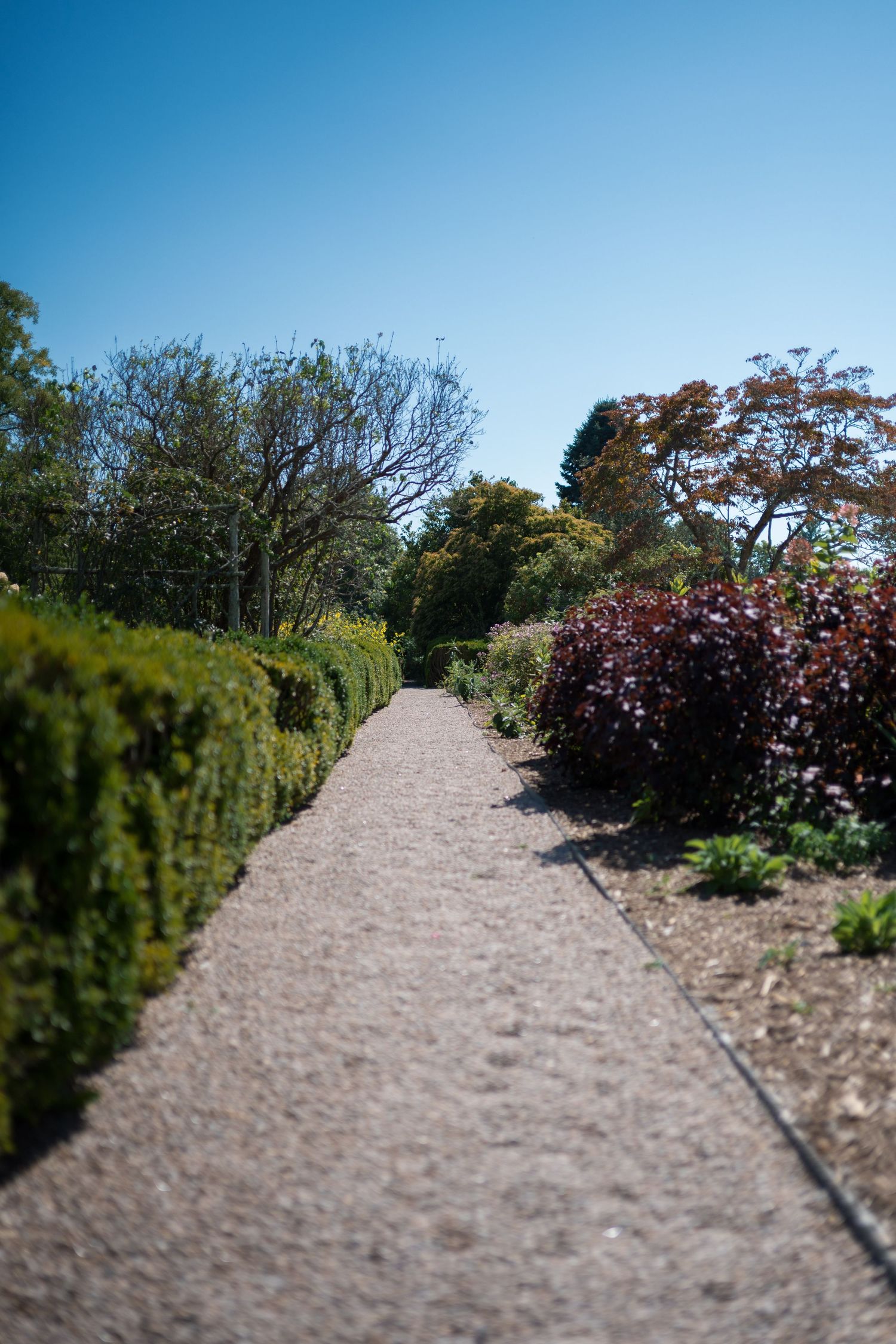 A serene garden path lined with green hedges and colorful shrubs under a clear blue sky.