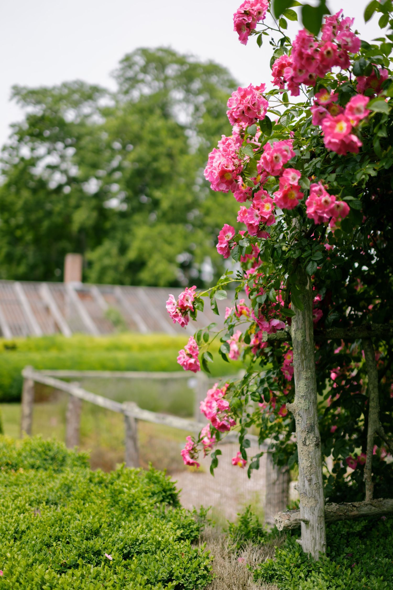 Pink climbing roses growing on posts beside a garden path with lush greenery.