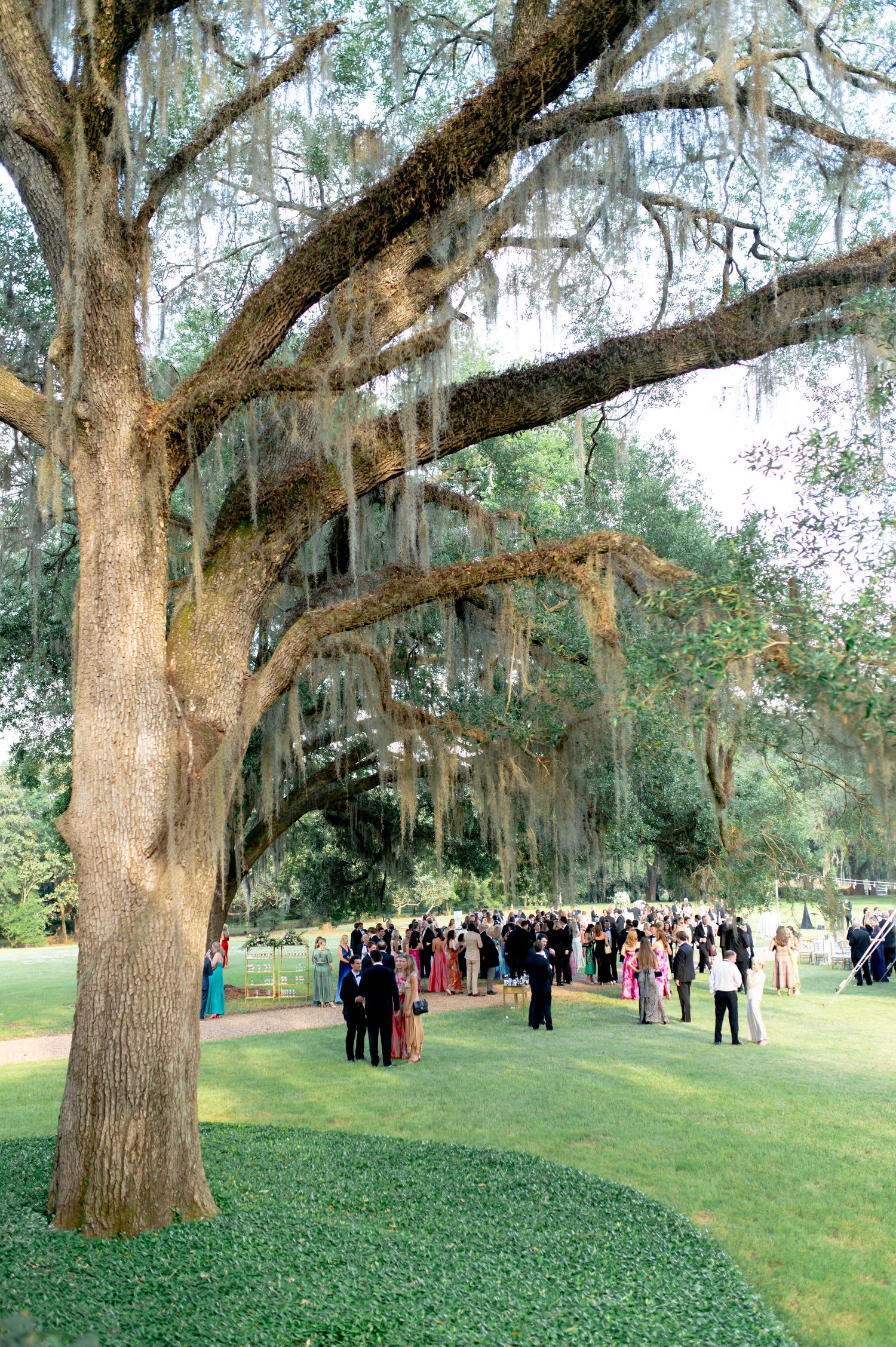 Wedding guests gather under majestic oak trees draped with Spanish moss.