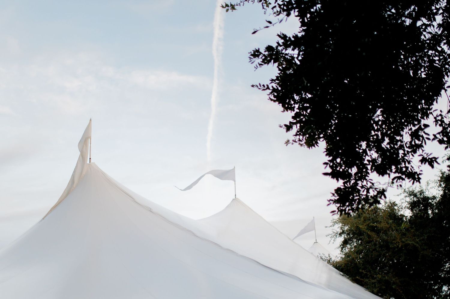 White event tent peaks rise against a blue sky with tree branches framing the top corner of the image.