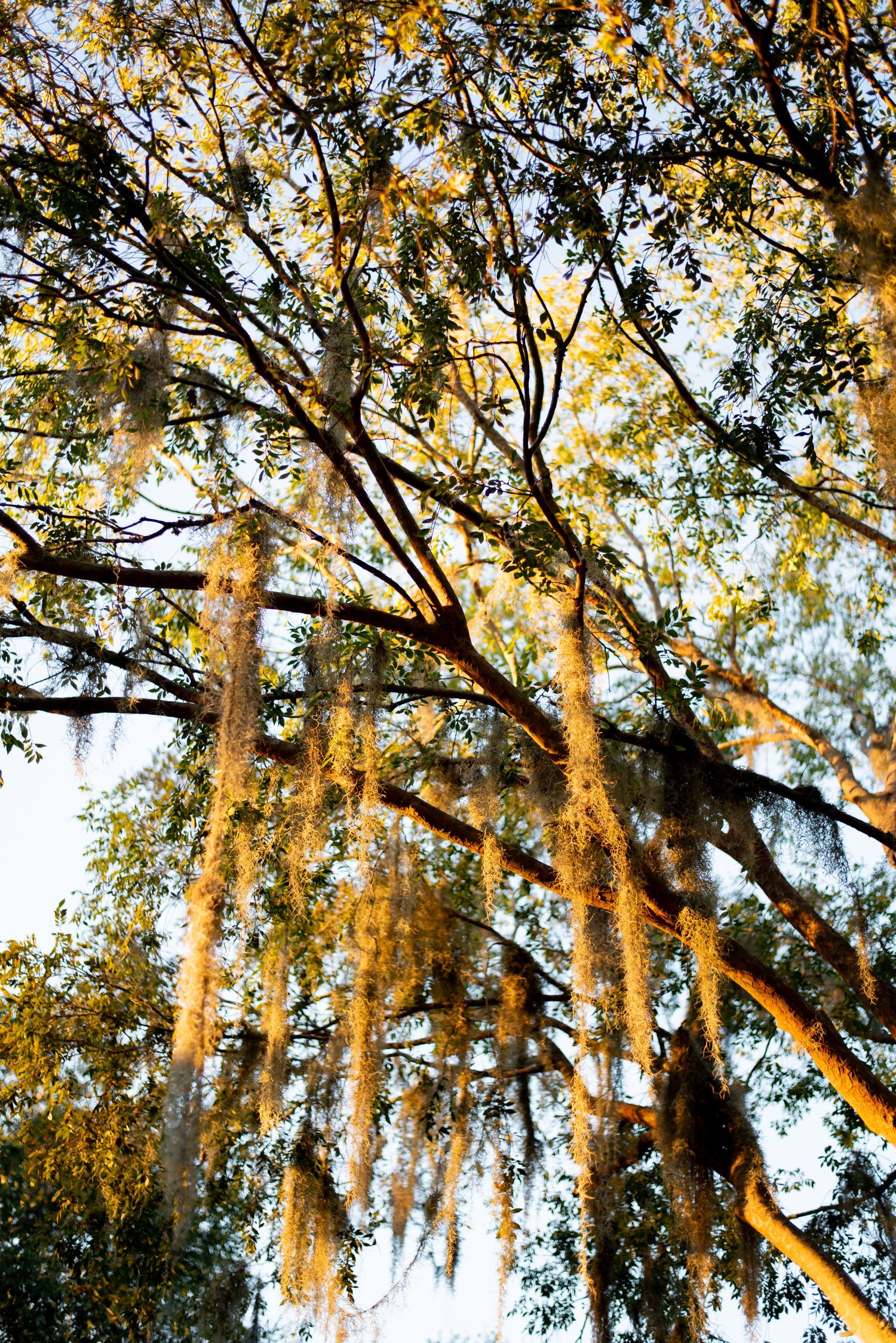 Spanish moss hanging from oak trees illuminated by golden sunlight.