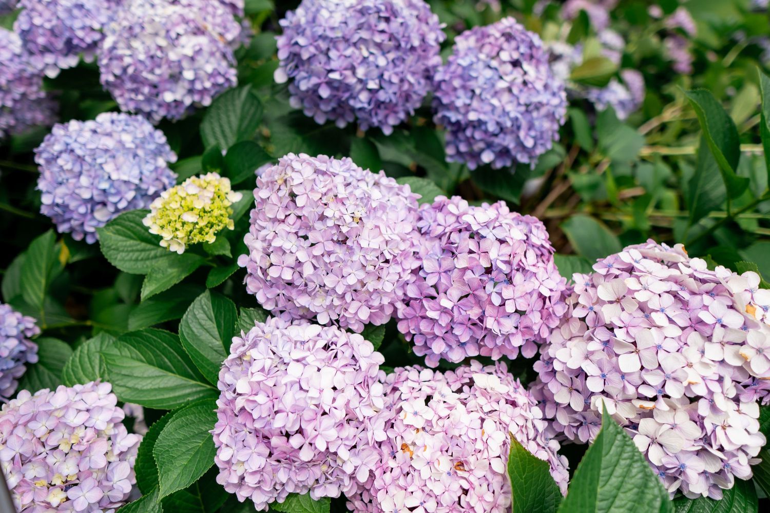 Beautiful purple and pink hydrangea flowers blooming in a garden setting.