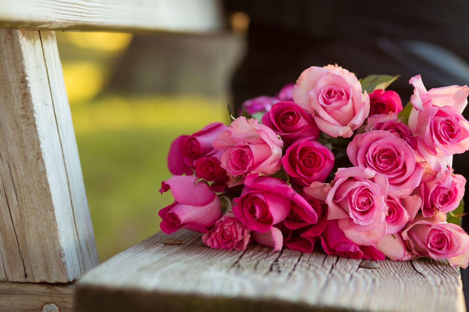 pink roses on a bench