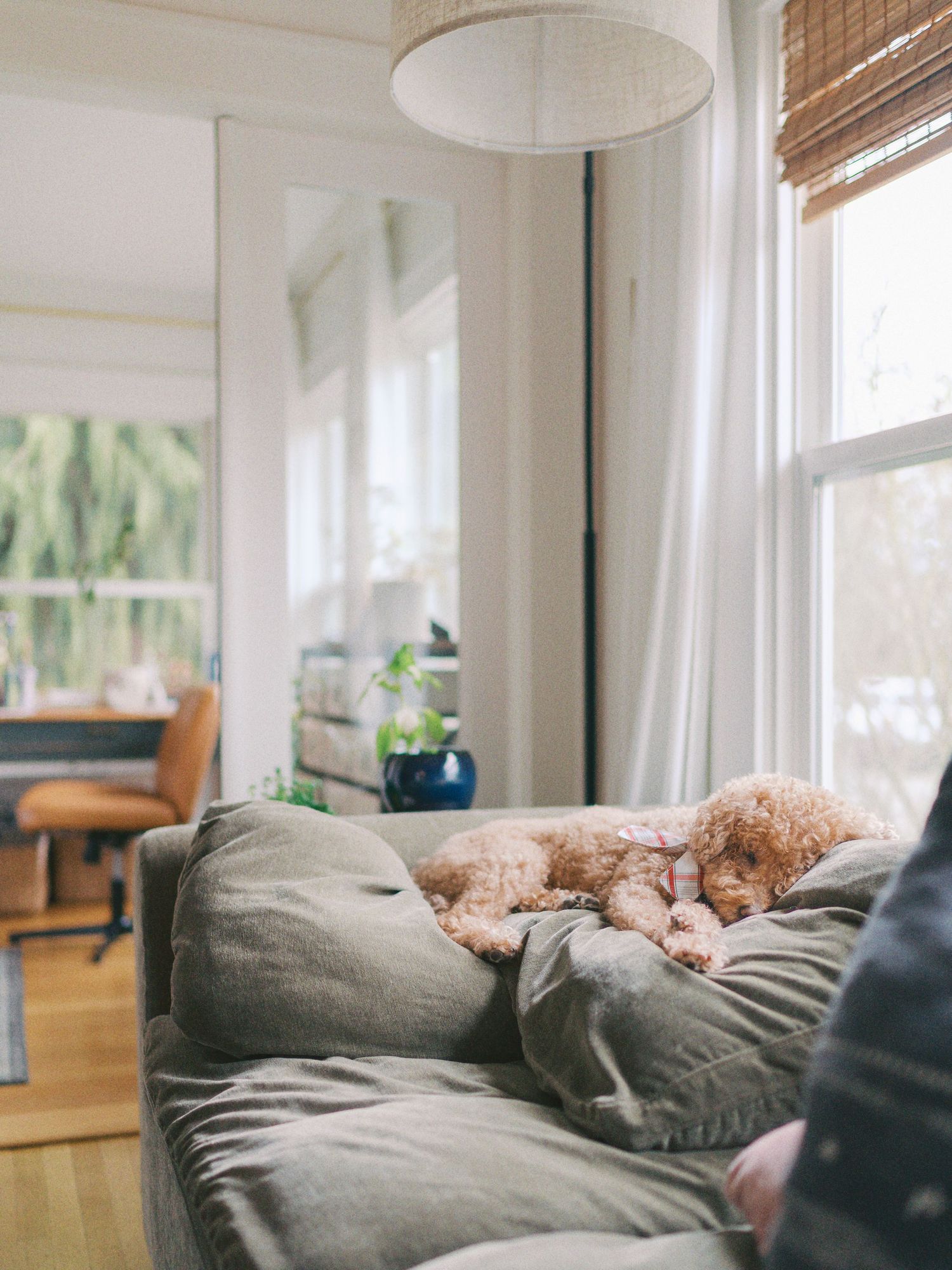 Goldendoodle wearing a plaid bow resting on a green couch in a sunlit Seattle home during a cozy lifestyle photography session.