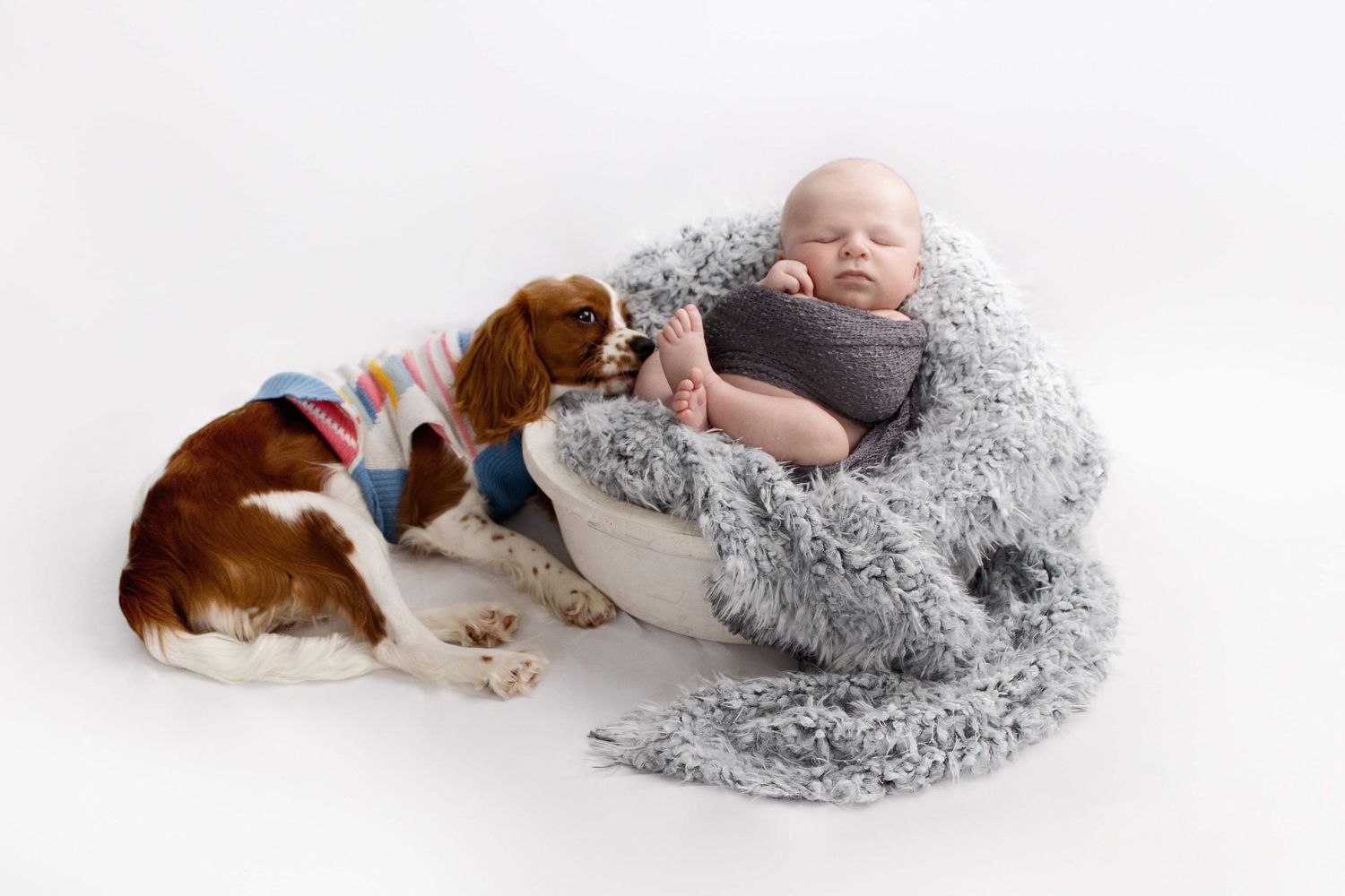 Sleeping baby in gray wrap with brown and white dog resting nearby on white backdrop.