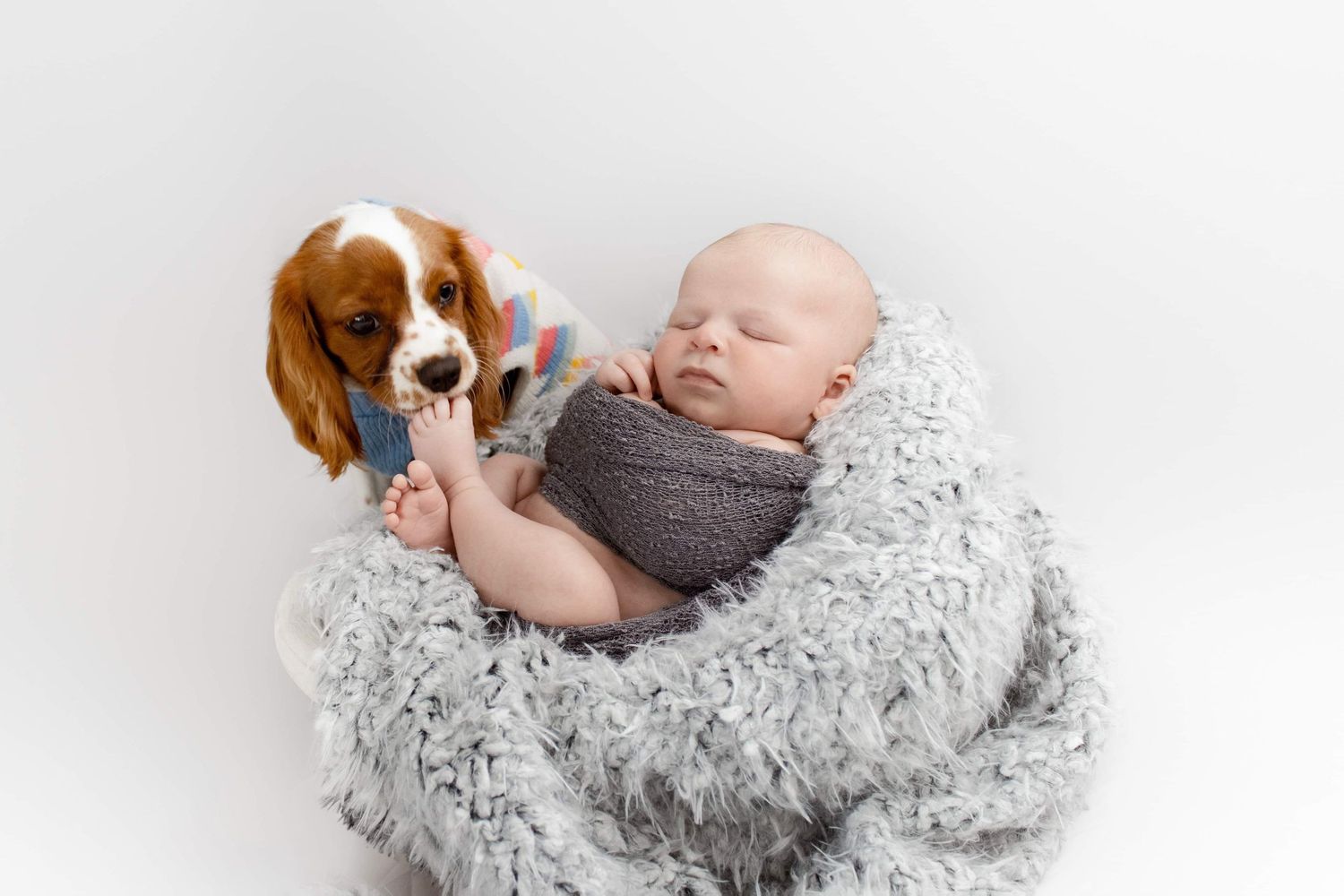 Newborn baby wrapped in gray blanket with brown and white dog snuggling close.