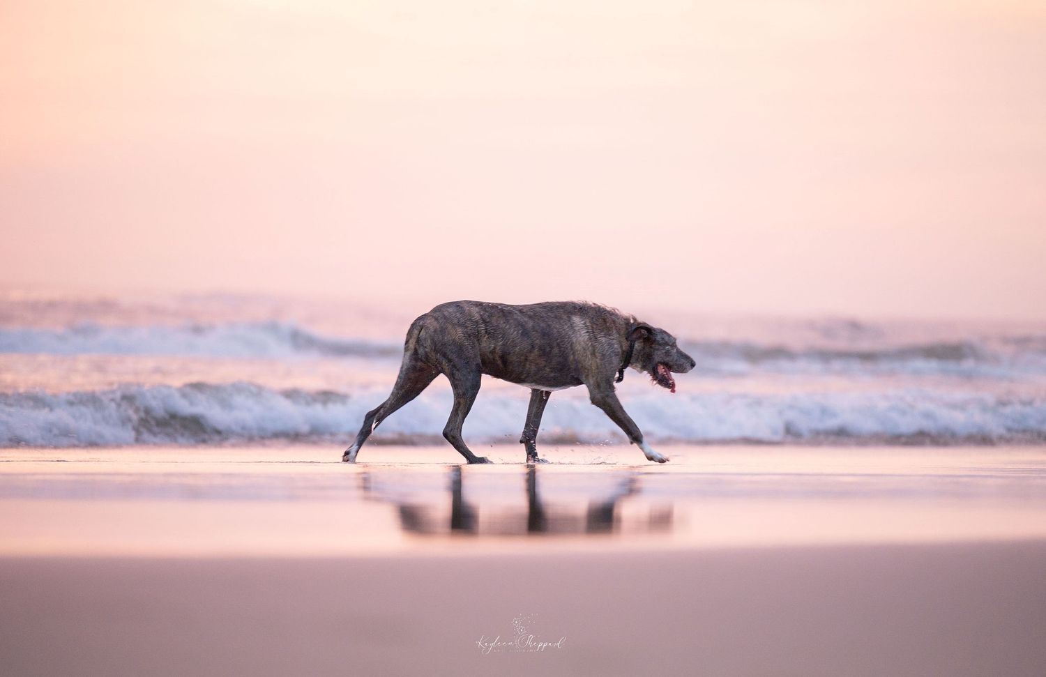 Kayleen Sheppard Photography is a professional equine and wildlife photographer based in Brisbane.