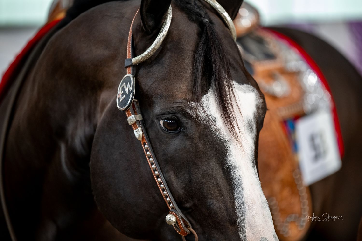 Professional equine photography portfolio featuring western performance horses, heartfelt portraits and show season imagery in Queensland.