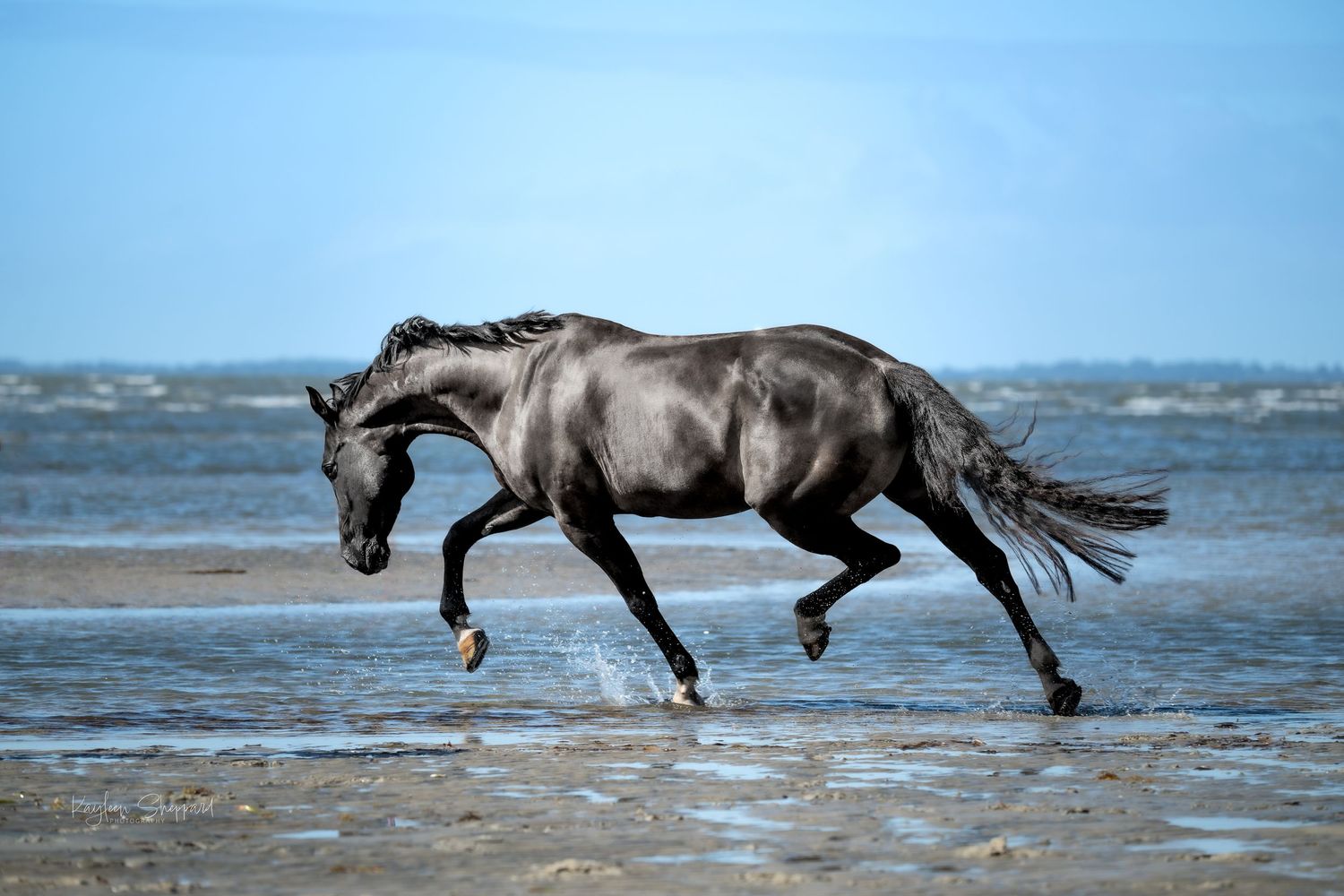 Equine portfolio by Brisbane photographer Kayleen Sheppard, capturing authentic horse and rider connection across Dayboro and Queensland.