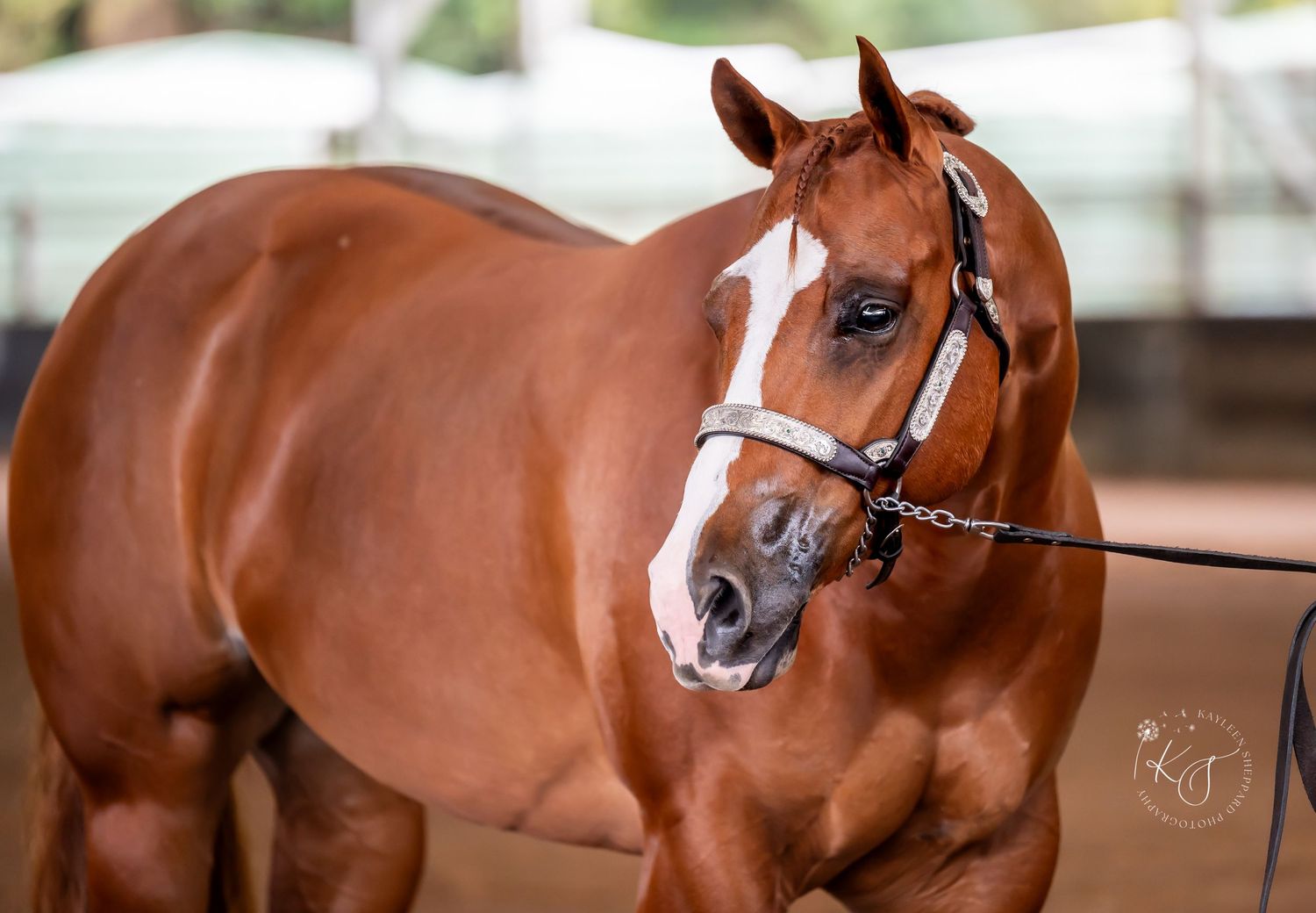 Professional equine photography portfolio featuring western performance horses, heartfelt portraits and show season imagery in Queensland.