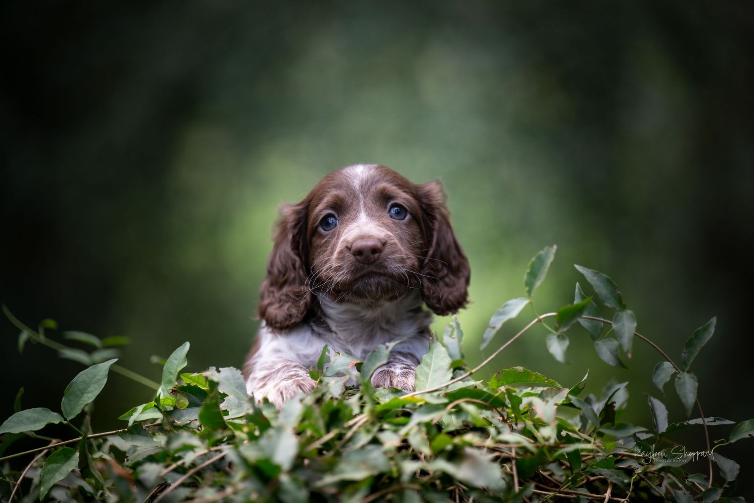 Kayleen Sheppard Photography is a professional equine and wildlife photographer based in Brisbane.